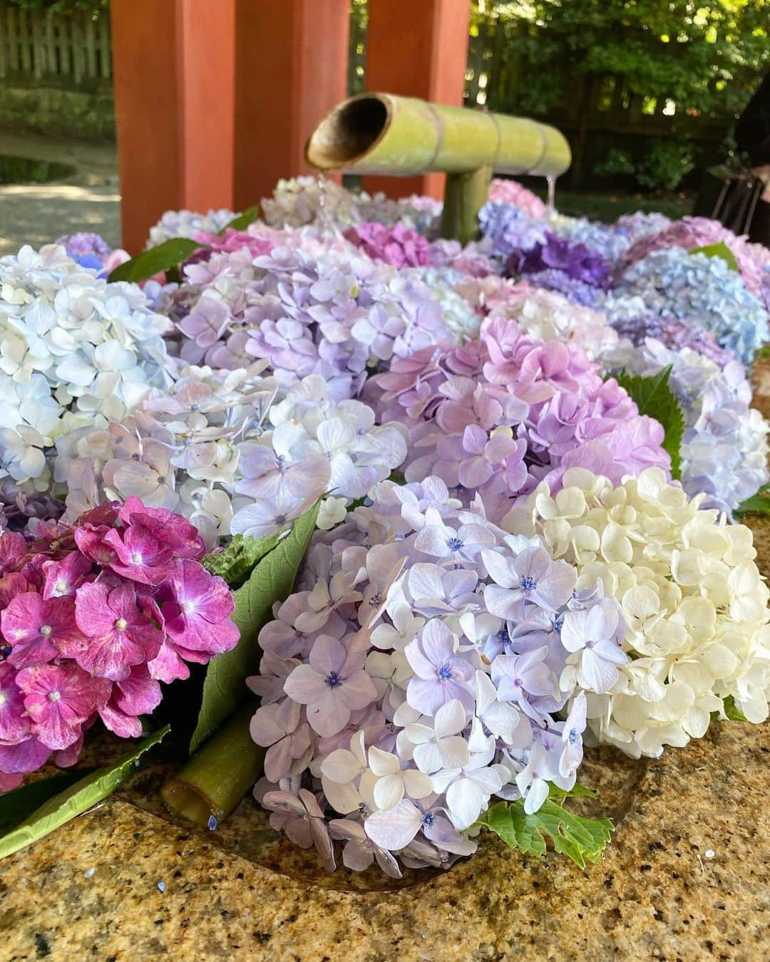 井村亜里香さんのインスタグラム写真 - (井村亜里香Instagram)「ご挨拶をしに早朝に鶴岡八幡宮へ🕊 SUIも一生懸命、階段を上がって 手を合わせててほっこりした☺️⛩ 手舎水の紫陽花も美しかったな〜✨  #tsuruokahachimangu#kamakura #kamakurajapan#kamakuralife  #鎌倉#鎌倉散歩 #鶴岡八幡宮」6月17日 20時34分 - arika_imura