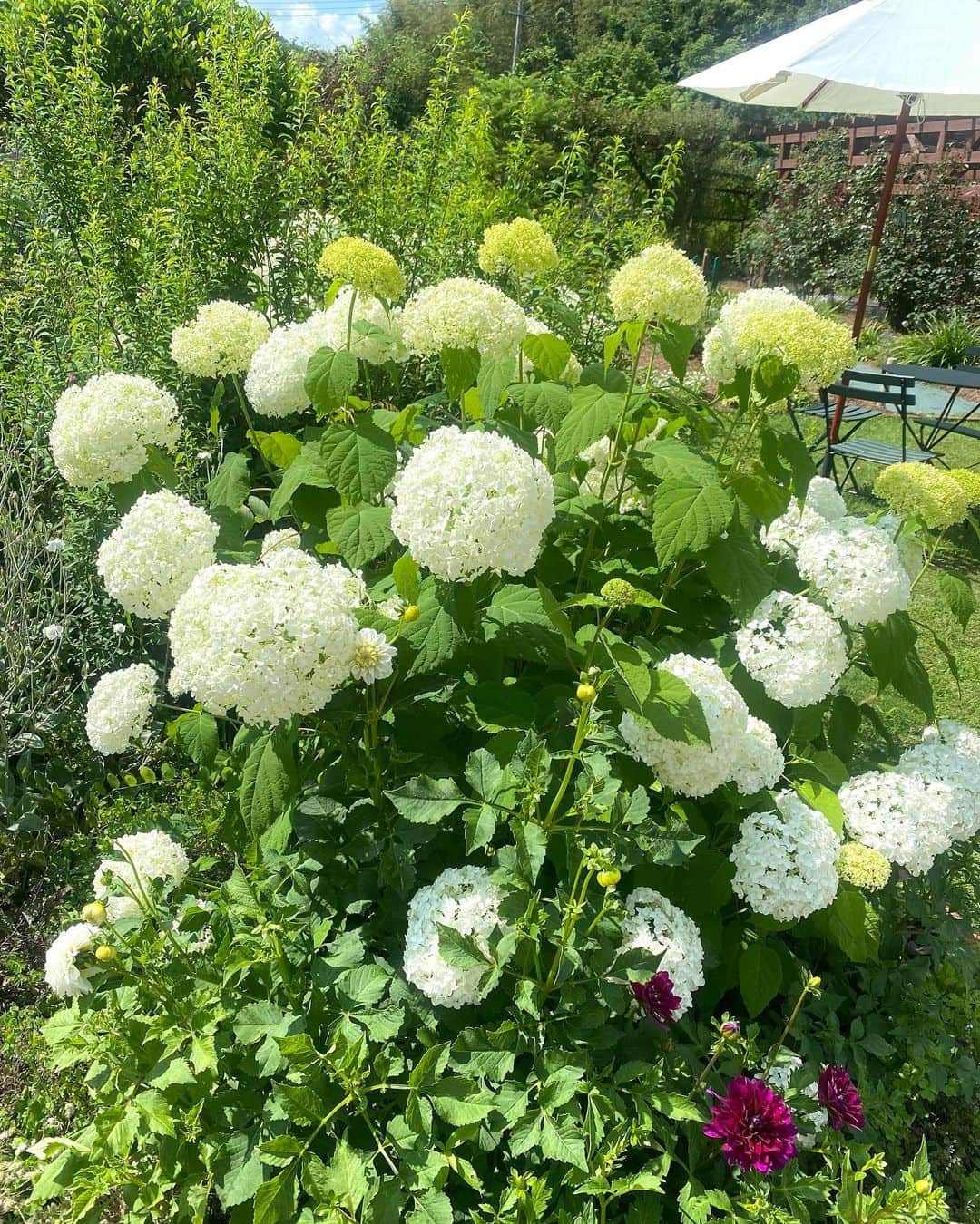 RURIKOさんのインスタグラム写真 - (RURIKOInstagram)「熊山英国庭園🌹 Rose Garden ⁡ 薔薇を見に行ってきました♪ ⁡ でも‥少し遅かったみたいで、 ほぼ薔薇が枯れてる（ ; ; ） ⁡ 薔薇園に行ったのに、 薔薇がなくて笑っちゃいました♡ ⁡ でもその他にもお花は沢山あって、 緑も眩しくて、キラキラ✨ 時々、お花の香りがフワッと香ってくるのも 五感に響く༶༶༶ ⁡ とっても美しくて癒されました✿✿✿ ⁡ 四季折々のお花畑巡りは楽しい♡ ⁡ 池に小さい蛙🐸もいて可愛かったよ❤️ 近寄ったら、ビョンと跳ねて🐸、 私も、『わっ！』ってなって、 お互いにビックリ‼️ 私と🐸、こんなに大きさ違うのに 笑えるね✨ ⁡ ⁡ ⁡ いいねとコメント、 いつも、ありがとうございます😊💕 Thank you for many likes and comments ❤️  I'm glad ✨ ✨ ⁡ ⁡ #熊山英国庭園#バラ園#薔薇園 #お花畑#癒し#庭園#花の香り #RoseGarden#自然は癒し #蛙#flower #love#happylife #selfie#beauty#healthy #japan#japanesebeauty#asian #elegan #アラフォー #アラフィフ#岡山 ⁡」6月17日 20時34分 - rurico37