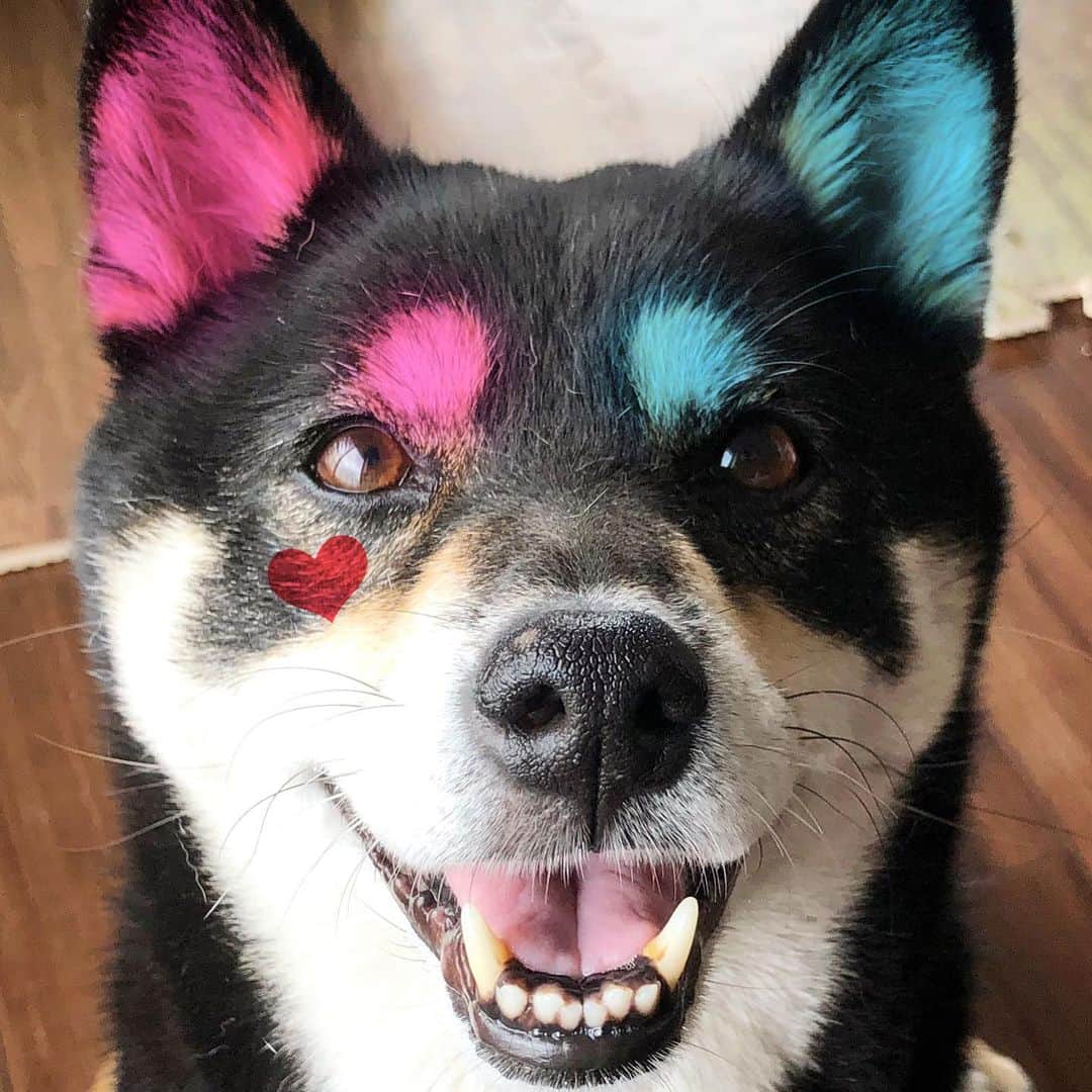 vo_coのインスタグラム：「🐾 おそらく7〜8年ぶりにアイコン画像変えました しかも3年くらい前に作ったハーレイクイン加工… 最近、観る映画観る映画毎回マーゴットロビーが可愛い過ぎて今更インスパイアされまくりなのです 気が変わったらまた他の画像に変えるかもw ＊ #shibastagram #instashiba #shiba #shibainu #黒柴 #柴犬」