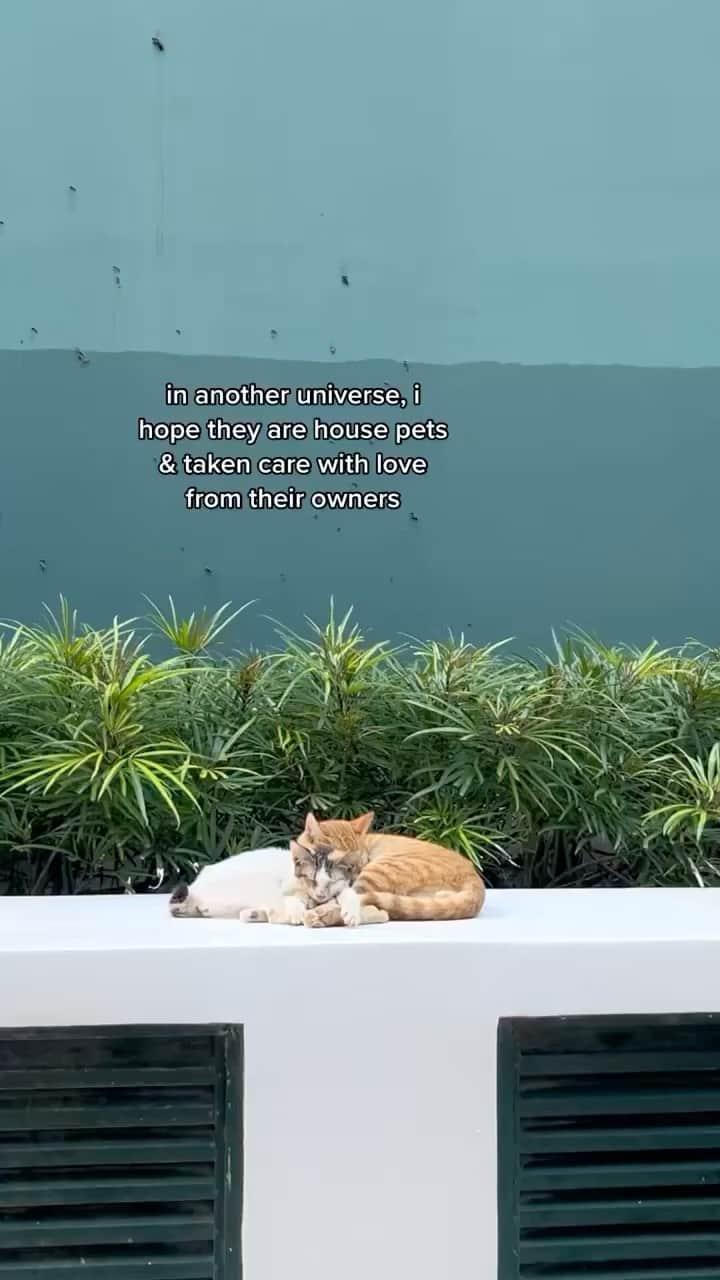 Cute Pets Dogs Catsのインスタグラム：「Cats on street. 🥹  Credit: pandemicjae (tiktok)  For all crediting issues and removals pls DM .  Note: we don’t own this video, all rights go to their respective owners. If owner is not provided, tagged (meaning we couldn’t find who is the owner), pls DM and owner will be tagged shortly after.  #kitty #cats #kitten #kittens #kedi #katze #แมว #猫 #ねこ #ネコ #貓 #고양이 #Кот #котэ #котик #кошка#cutecats #meow #kittycat #catinstagram #catsclub #caturday #catsofig #bestmeow #exellent_」