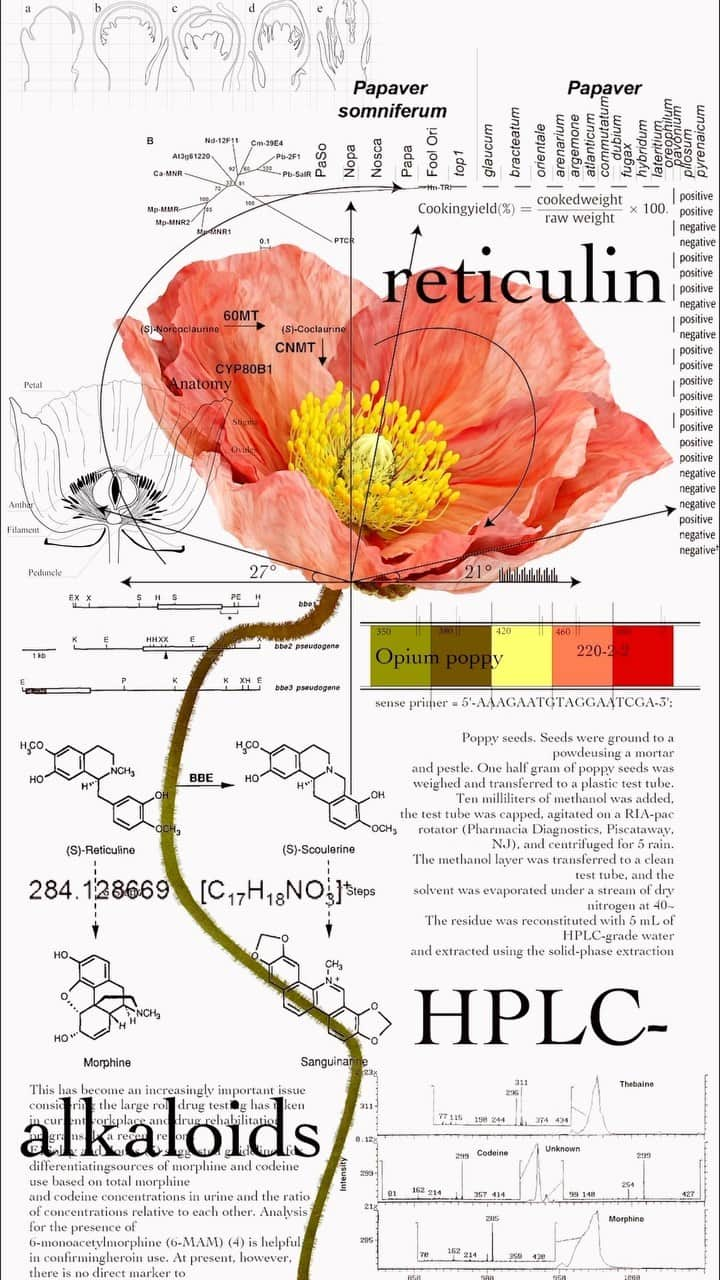 東信のインスタグラム：「New Anatomical chart   This artwork is modern version of botanical portraits.  Along with vivid visuals created by shooting real flowers and turning them into 3D models, it provides detailed descriptions of plant morphology, internal cell structure, flowering physiology, pigments, aromatic components, and genetic information using chemical formulas and diagrams.  This is an attempt to remove the veil that plants wear, analyze them, and describe them in universal language.   There are countless diverse species of plants on Earth, and new species are still being discovered while cultivated varieties continue to be developed.  We humans try to understand them better by classifying and naming them. However, the appearance of flowers that we usually see is just superficial.  Looking at flowers through the filter of science allows us to see them from different perspective.   Life has the flexibility to constantly change due to the combination of predetermined genetic programs and environmental factors.  By breaking down the life activities of plants into molecular-level information, we are trying to reveal the essence of the beauty and vitality that plants possess, created by that exquisite balance. We want to understand more deeply about the beautiful pioneer, flowers.    この作品は、現代版の植物の肖像画です。 実物の花を撮影して3Dモデルに変換した鮮やかなビジュアルとともに、植物の形態、細胞の内部構造、開花生理、色素、香気成分、遺伝情報などを化学式や図式で詳述しています。 これは、植物が身にまとうベールを取り除き、分析し、普遍的な言葉で記述しようとする試みです。   地球上には数えきれないほど多様な植物種が存在し、今も新種が発見され続け、また栽培品種が生み出され続けています。 私たち人間はそれら植物を分類し、名前を付けることで、より理解しやすくしようとしています。 しかし、私たちが普段目にする花の姿は、表面的なものに過ぎません。 科学というフィルターを通して花を見ることで、また異なる視点で花を見ることができます。   生命は、遺伝子という予め定められたプログラムと、環境という変動要素との組み合わせによって、常に変化し続ける柔軟性を有しています。 植物の生命活動を分子レベルの情報まで分解することで、その精巧なバランスによって生み出された、植物が持つ美しさや生命力の本質をあぶり出そうとしています。 私たちは、花という美しい先駆者について、もっと深く解りたいのです。  #azumamakoto  #shiinokishunsuke  #amkk #azumamakotographiccenter #newanatomicalchart #現代版花解剖図 #東信 #東信花樹研究所」