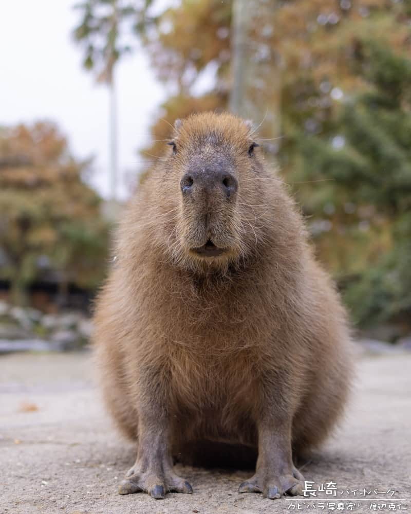渡辺克仁さんのインスタグラム写真 - (渡辺克仁Instagram)「おはようございます。  #カピバラ #水豚 #capybara #おはよう」6月18日 7時00分 - katsuhito.watanabe