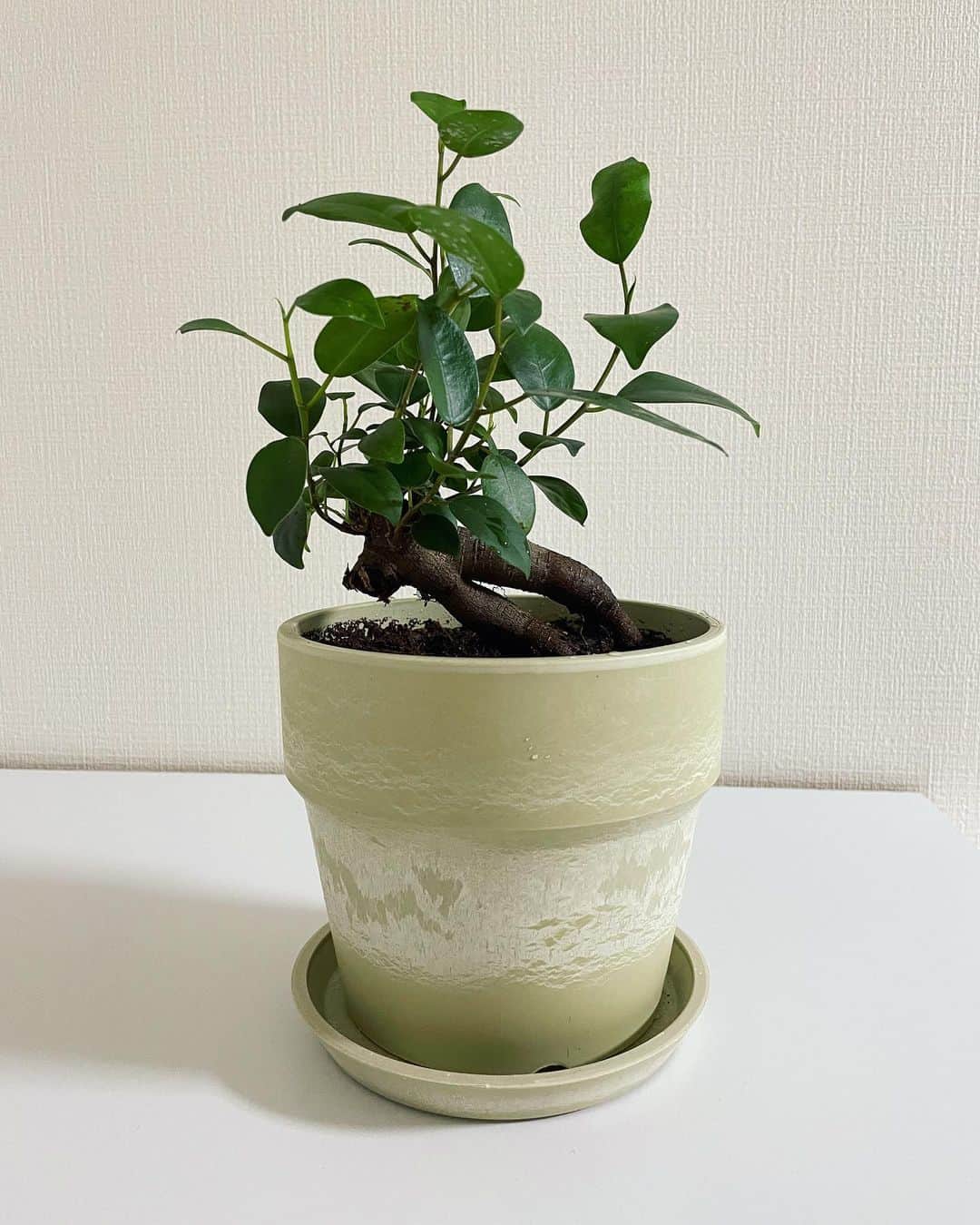 小川麻琴さんのインスタグラム写真 - (小川麻琴Instagram)「今日ね、  一粒万倍日だったから 新しい事を初めてたくてね🤭  前から地味に憧れてた 「観葉植物を家に置く」をスタートさせるべく  ネットで色々と探して「ここだ！」って思ったショップ葉花さん( @887habana )さんに行ってきたよ✨  想像していた通り、 とっても素敵な雰囲気のお店でした🌼  今日はね、 幸せを呼ぶ木「ガジュマル」を買うって決めてたから  お店に入ってすぐ店員さんに ガジュマルありますか？って訪ねたら  一点ならありますって持ってきてくれた🥹✨  迷わずこの子に決めて、 お店で売ってたオシャレなポットも買って、お店の方に植え付けまでしてもらいました。  日常の育て方も分かりやすく丁寧に教えてくれて、お店の方もとっても素敵な雰囲気だったなぁ😌  他にもたくさん 可愛らしい植物があったから また行ってみよーっと✨  ガジュマルくん、我が家へようこそ🌱 これから宜しくね🥰  #ガジュマル  #幸せを呼ぶ木  #観葉植物 #植物のある暮らし  #葉花  #一粒万倍」6月17日 22時49分 - 1029_makoto