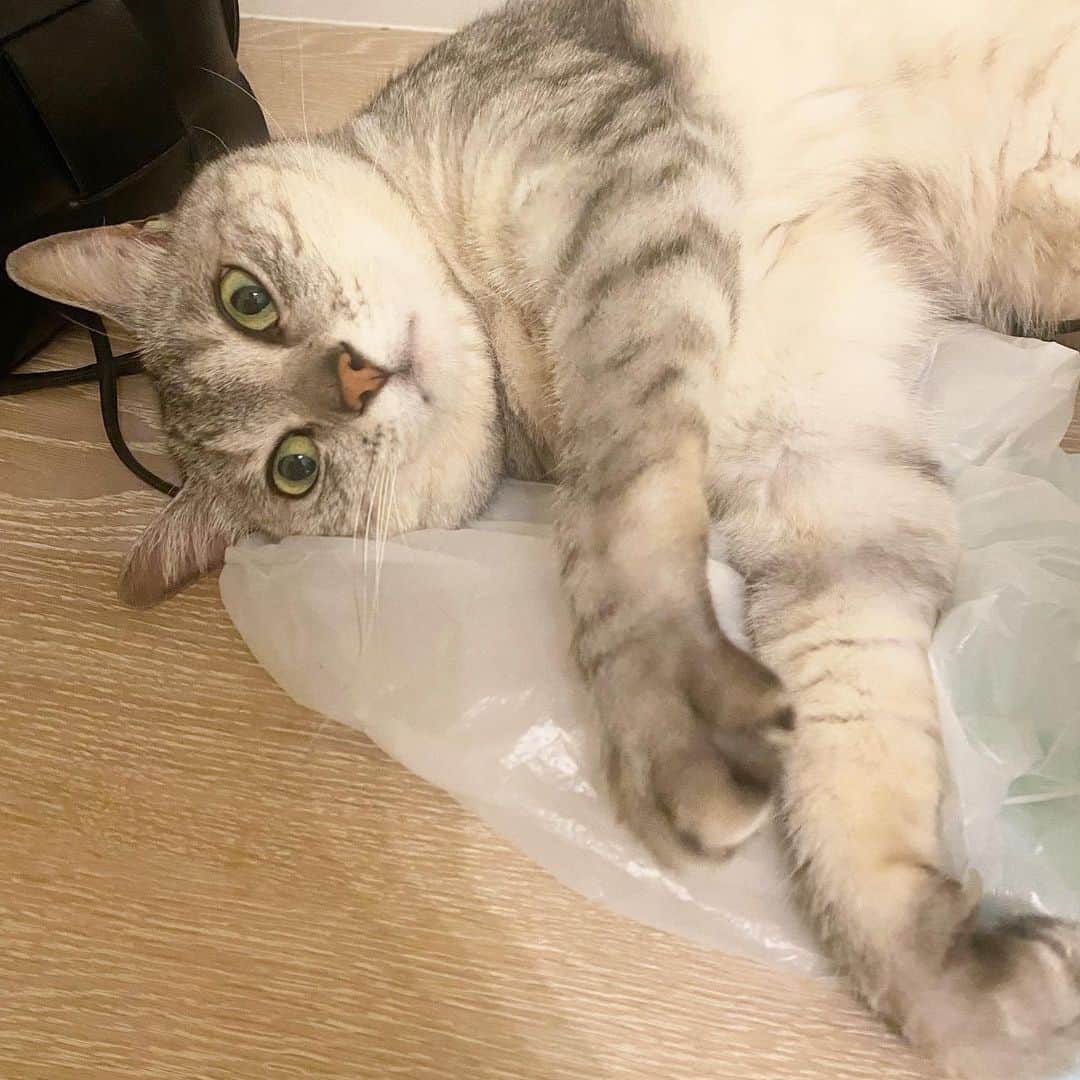 のインスタグラム：「蒸し蒸しし出したら やっぱビニール枕よね ひやっとしてるもんね おやすみなさい、また明日」