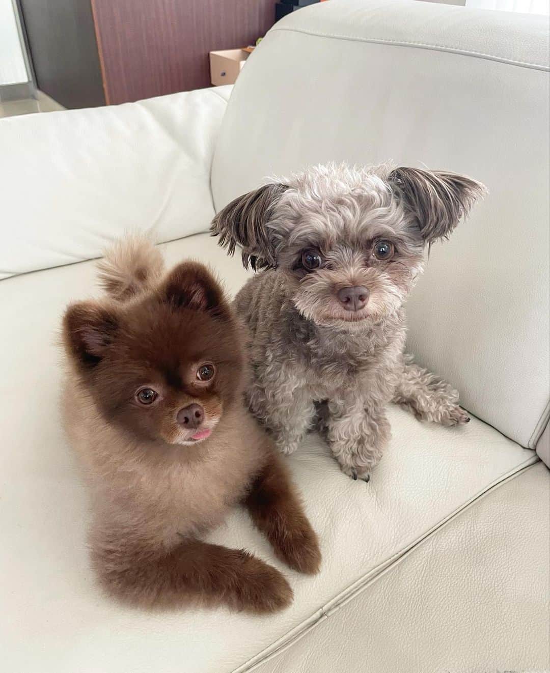山本月のインスタグラム：「常に距離感近め…🐻🐶  #ティチャ#チワプー#ポメラニアン」