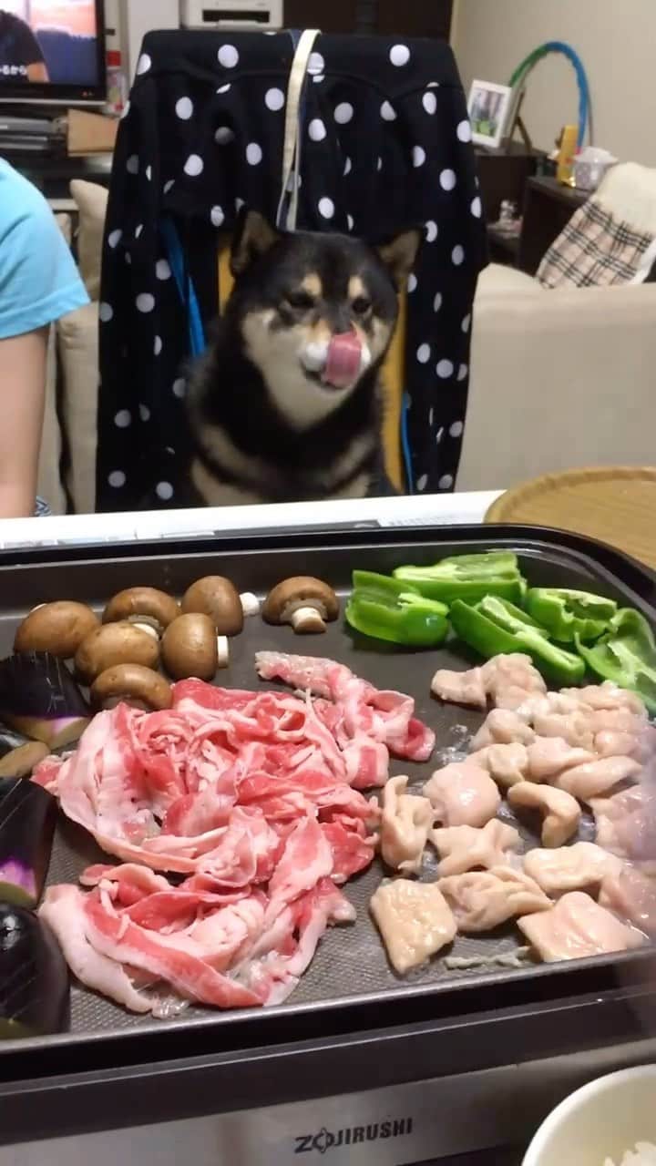 吾子のインスタグラム：「・ ・ ・ 美味しそうな匂いにペロペロあこわん🐶❤️ ・ ・ ホルモンがまた匂いきつくて最高〜🐶❤️ ・ もちろんこの後、お肉あげましたよー💁🏻‍♀️ ・ ・ ・ ・ ・ ・ ・ ・ ・ ・ #焼肉食べたい🐶❤️ #2017年のあこわん #sapporo  ・ 北海道の柴犬 #柴北会 の皆ワン🐶暑い日は水いっぱい飲もう〜🐶✨ ・ #adorable #instadog#shibainu#dog#柴犬ライフ #instashiba#柴犬マニア #9gag #barked #kuroshiba#socute #cutedog#いぬのきもち #黒柴 #dogstagram_japan」