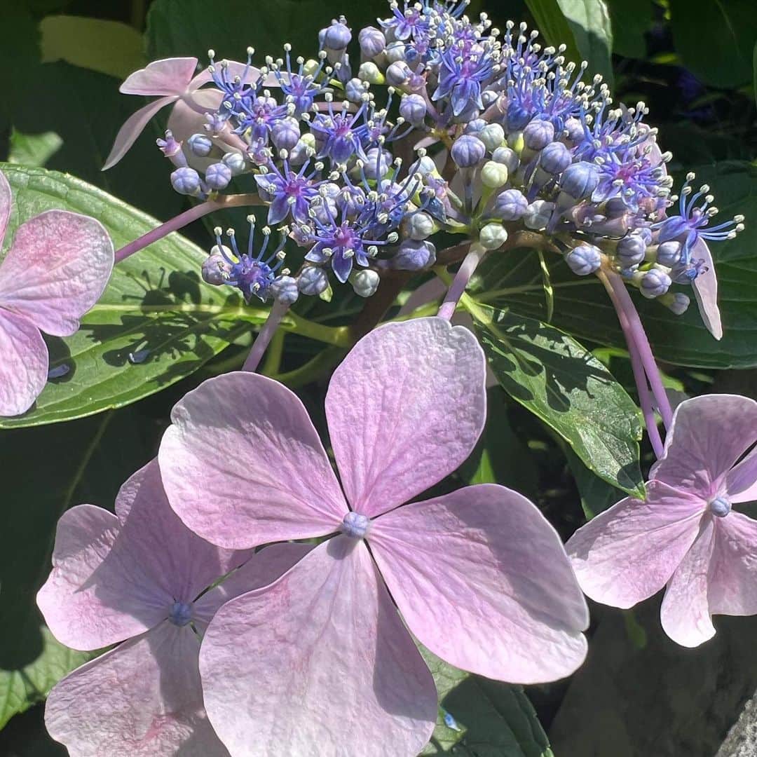新山千春さんのインスタグラム写真 - (新山千春Instagram)「紫陽花が綺麗なのも 梅雨時期の楽しみ🌂🫧💕  月曜日から、また地元の青森で仕事！ 初挑戦させていただけることが あるんだ✨  きっと新しい気付きを得られるはず！ ドキドキするけど 楽しみながら頑張りまーす🫧  　  #紫陽花 #新山千春 #デニムコーデ  #サスペンダー #サスペンダーコーデ」6月18日 0時30分 - chiharuuu_0114