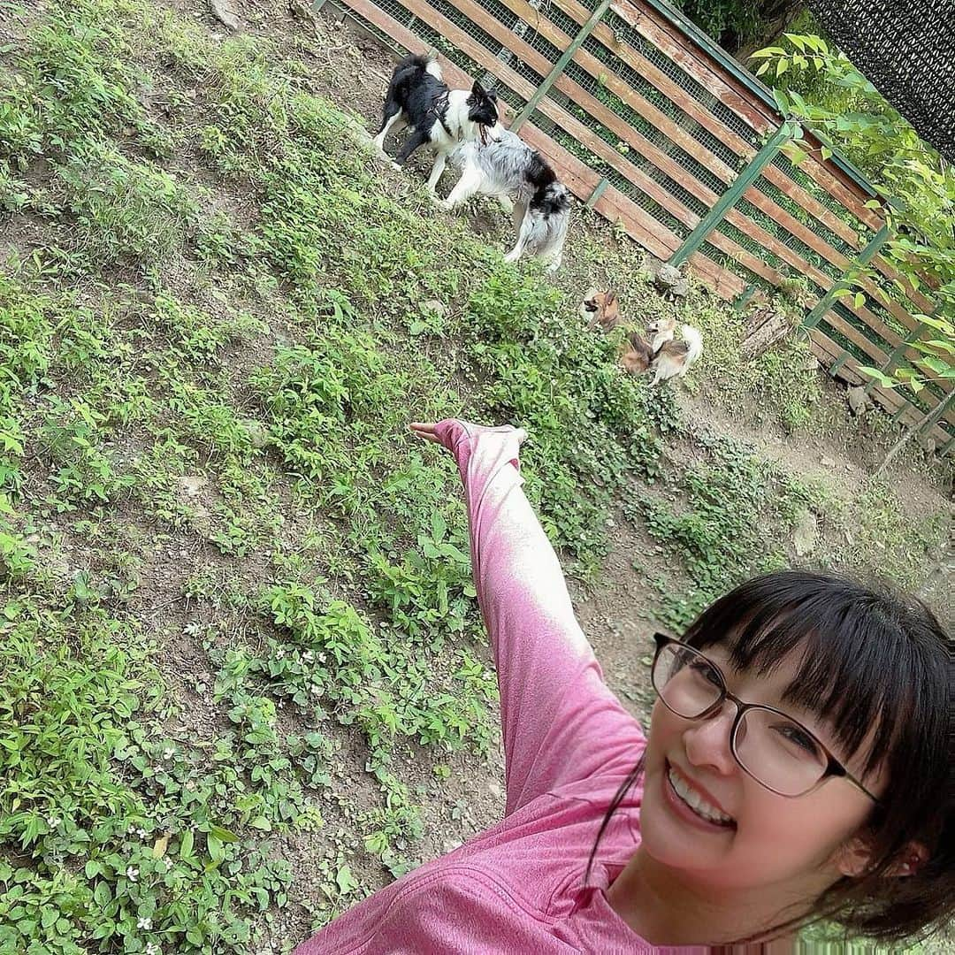 金城真央のインスタグラム：「雨が続いて久々のラン🐕 8:00前に家を出て帰ってくるのは12:00頃(笑) そしてまた17時ごろに出て19時頃に戻る🏠 職業をわんママに変えようかと思ってしまう程のわんタイム⏰ 大変だけど幸せな日々を過ごしております😊 今預かっているロットワイラー君が可愛くて可愛くて💕 トレーナーさんに初見のロットワイラーには顔を近づけるなという教訓があると教えて頂きましたが、この子はご主人さんがしっかりしていたので初見で顔を舐めてくれる子でした🥹 ラッキー✌️ですね(笑) ただひとりっ子だったため愛情欲求で潰されるんじゃないかと思う時があるけどただただ可愛い💕 もっともっと色んな犬種の子達と関わって色んな子のお世話が出来るようになりたいという欲が止まりません😆  #金城真央 #女優 #タレント  #モデル #ナレーター #MC #アラフォー女子 #犬のいる暮らし #いぬすたぐらむ #わんすたぐらむ #犬バカ部 #愛犬 #いぬ部 #犬好き #親バカ飼い主 #多頭飼い #チワワ #デカチワワ４kg  #チワワのいる生活 #チワワに見えないけどチワワ  #ポメチワ #チワポメ #ポメチー #ミックス犬  #ボーダーコリー #ボーダーコリーのいる生活 #ボーダーコリーブルーマール #ロットワイラー #預かり犬」