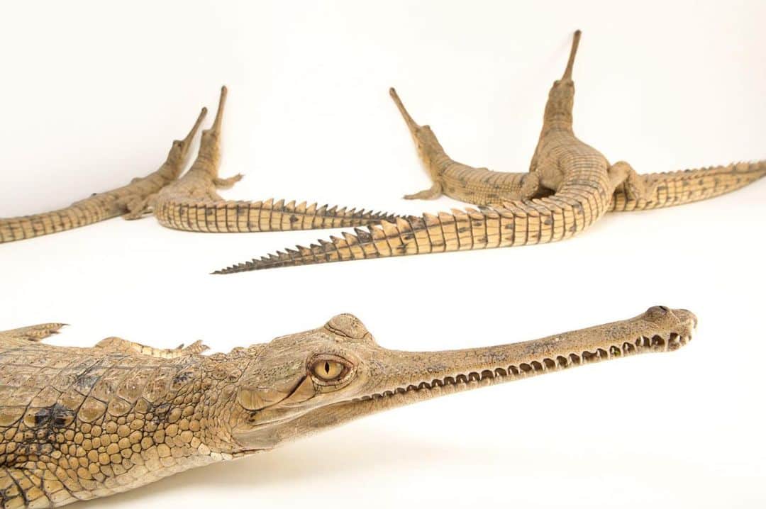 Joel Sartoreさんのインスタグラム写真 - (Joel SartoreInstagram)「The gharial is one of the most critically endangered crocodilian species in the world. Historically the gharial's range spanned rivers of Bangladesh, Bhutan, India, Myanmar, Nepal and Pakistan. Today, only small, isolated populations remain in Nepal and northern India. When the species came dangerously close to extinction in the 1970s, the government of India gave the gharial full legal protection and many conservation groups began breeding and reintroduction programs, but despite these efforts, the species’ struggle to rebound is still ongoing. As human populations have expanded, habitat loss and alteration, unsustainable fishing practices, and illegal hunting for gharial eggs and body parts have continued to put pressure on an already fragile population. To combat this, conservation efforts have shifted towards the preservation of habitat and education of local people. Photo taken at the Gharial and Turtle Rehabilitation Center in Lucknow, India.   #Gharial #crocodile #animals #wildlife #reptile #photography #animalphotography #wildlifephotography #studioportrait #PhotoArk #WorldCrocDay @insidenatgeo」6月18日 0時46分 - joelsartore
