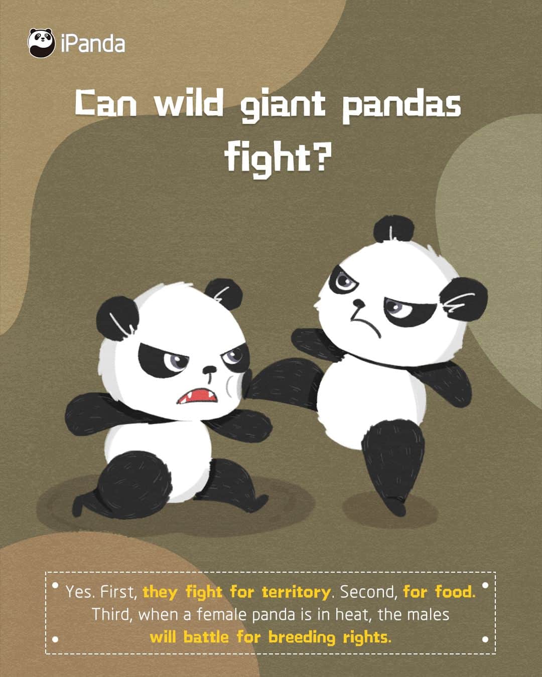 iPandaさんのインスタグラム写真 - (iPandaInstagram)「Q1: Can wild giant pandas fight? 🧐 A1: Yes, they can be aggressive sometimes.  🤯 Q2: What will they fight for?  🤓 A2: First, they will fight for territory. 🏘 Second, for food. 🍎 Third, when a female panda is in heat, the males will battle for breeding rights. 💕 🕵️‍♀️ 🕵️‍♀️ 🕵️‍♀️ #Panda #iPanda #Cute #PandaQA #FunFactsAboutPanda」6月18日 0時59分 - ipandachannel