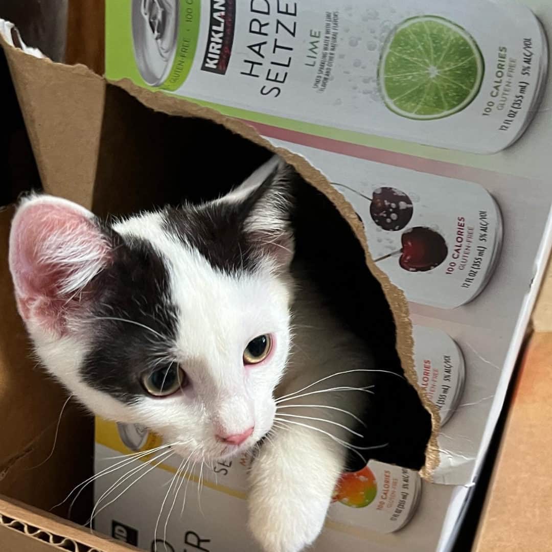 Costcoさんのインスタグラム写真 - (CostcoInstagram)「Hard seltzers for the humans and a box for Baloo and Shadow. 👍  📷: @emilys__adventure」6月18日 1時00分 - costco