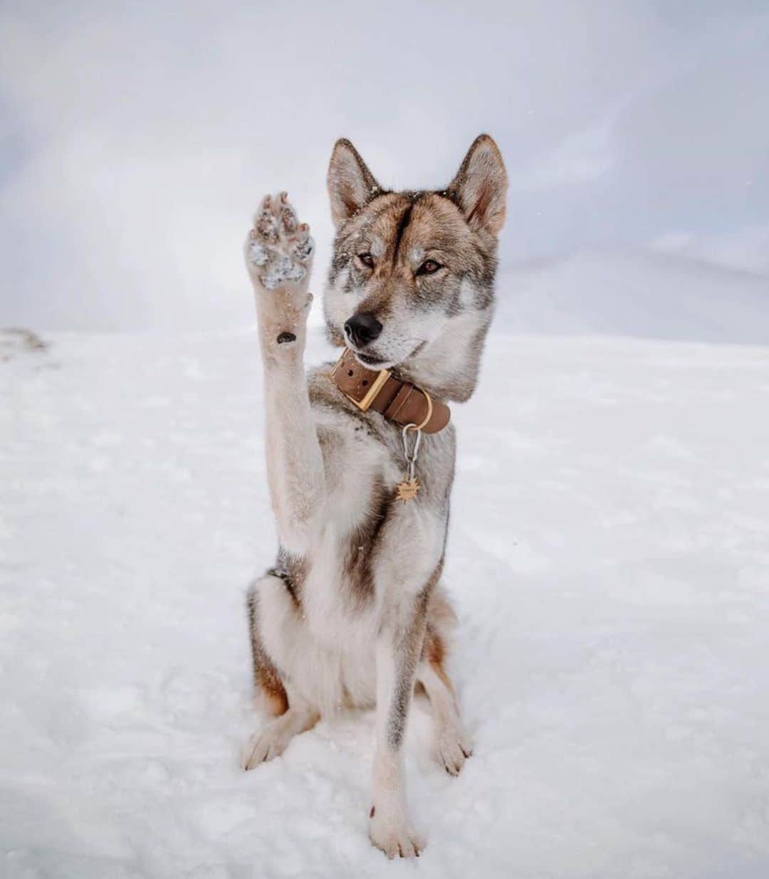 Bolt and Keelさんのインスタグラム写真 - (Bolt and KeelInstagram)「Meet Atlas and North!🏔️ These two have traveled to some amazing places together!🏞️  @adventrapets ➡️ @ournorthernworld  —————————————————— Follow @adventrapets to meet cute, brave and inspiring adventure pets from all over the world! 🌲🐶🐱🌲  • TAG US IN YOUR POSTS to get your little adventurer featured! #adventrapets ——————————————————」6月18日 1時34分 - adventrapets