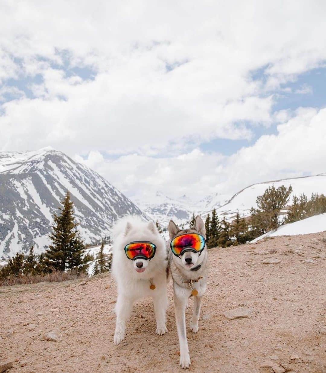 Bolt and Keelのインスタグラム：「Meet Atlas and North!🏔️ These two have traveled to some amazing places together!🏞️  @adventrapets ➡️ @ournorthernworld  —————————————————— Follow @adventrapets to meet cute, brave and inspiring adventure pets from all over the world! 🌲🐶🐱🌲  • TAG US IN YOUR POSTS to get your little adventurer featured! #adventrapets ——————————————————」