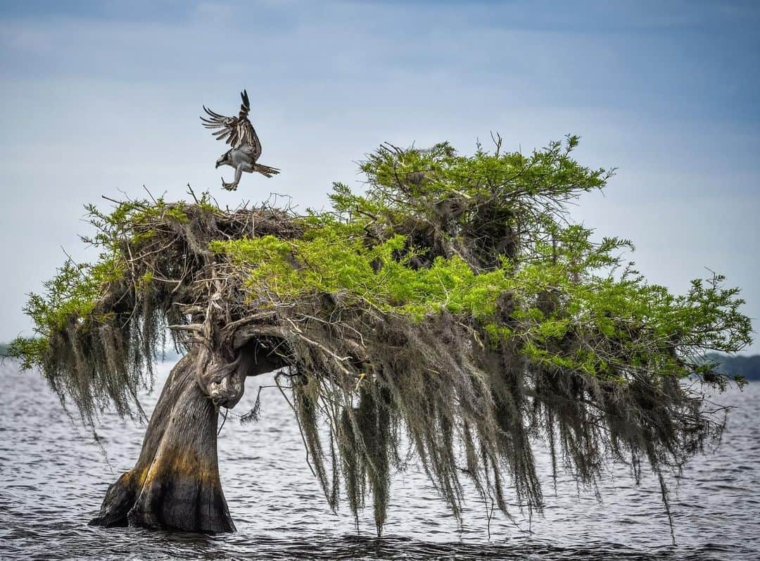 Keith Ladzinskiのインスタグラム：「Airdrop / Florida, Everglades  - - - #Osprey #Florida #Everglades #cypressTrees」