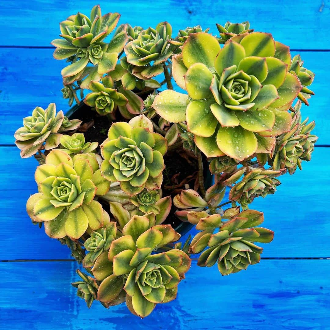 Zeynep Albayrakさんのインスタグラム写真 - (Zeynep AlbayrakInstagram)「#aeonium 💙 #succulovers」6月18日 3時29分 - zynp