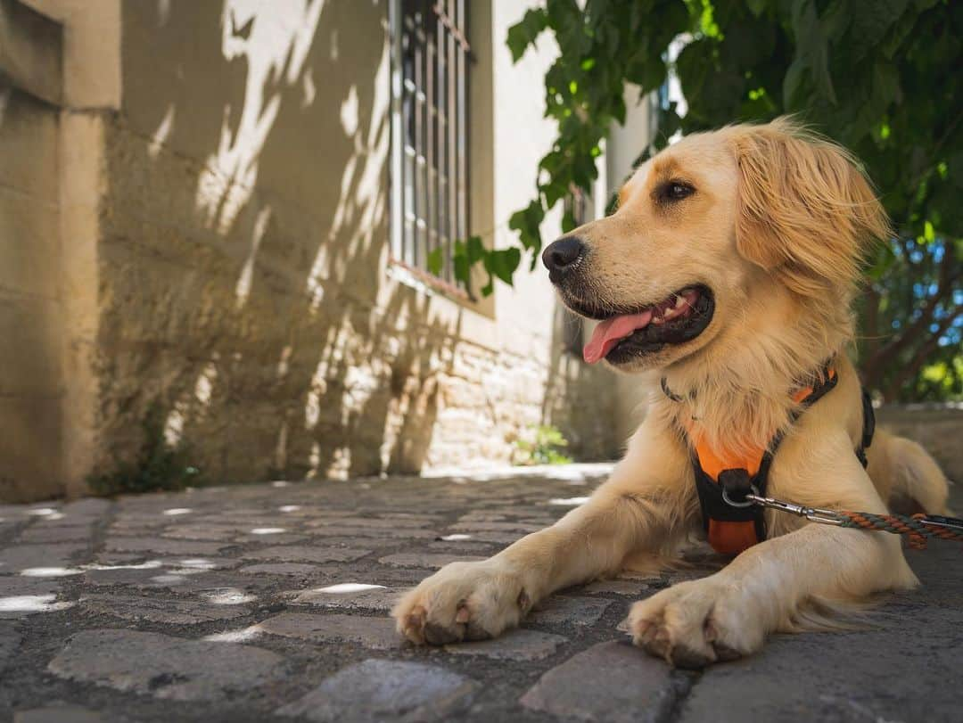 サイモンとマルティナさんのインスタグラム写真 - (サイモンとマルティナInstagram)「Happy Birthday Fudgy! Today, my best friend turns three years old. We’ve spent a lot of the last year playing in parks and hiking through forests, sitting in cafes and cars, and exploring around Portugal, Spain, and France.   I realize how much my world changed from having Fudgy with me. Everywhere I go with him, I’m in a bubble of people walking up to me and smiling, using their soft and happy voices, and melting their hearts as they pet him. He makes everyone around him happy, some to the point of tears. I’ve made some great friends because of him too, and he’s connected me with the world when I’ve felt like retreating from it.   Thank you Fudgy for bringing so much joy to my life, and to the lives of others ❤️」6月18日 3時44分 - eatyourkimchi