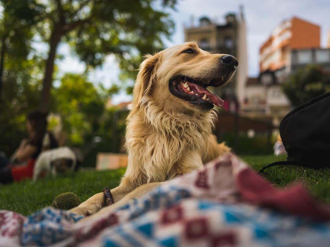 サイモンとマルティナのインスタグラム：「Happy Birthday Fudgy! Today, my best friend turns three years old. We’ve spent a lot of the last year playing in parks and hiking through forests, sitting in cafes and cars, and exploring around Portugal, Spain, and France.   I realize how much my world changed from having Fudgy with me. Everywhere I go with him, I’m in a bubble of people walking up to me and smiling, using their soft and happy voices, and melting their hearts as they pet him. He makes everyone around him happy, some to the point of tears. I’ve made some great friends because of him too, and he’s connected me with the world when I’ve felt like retreating from it.   Thank you Fudgy for bringing so much joy to my life, and to the lives of others ❤️」