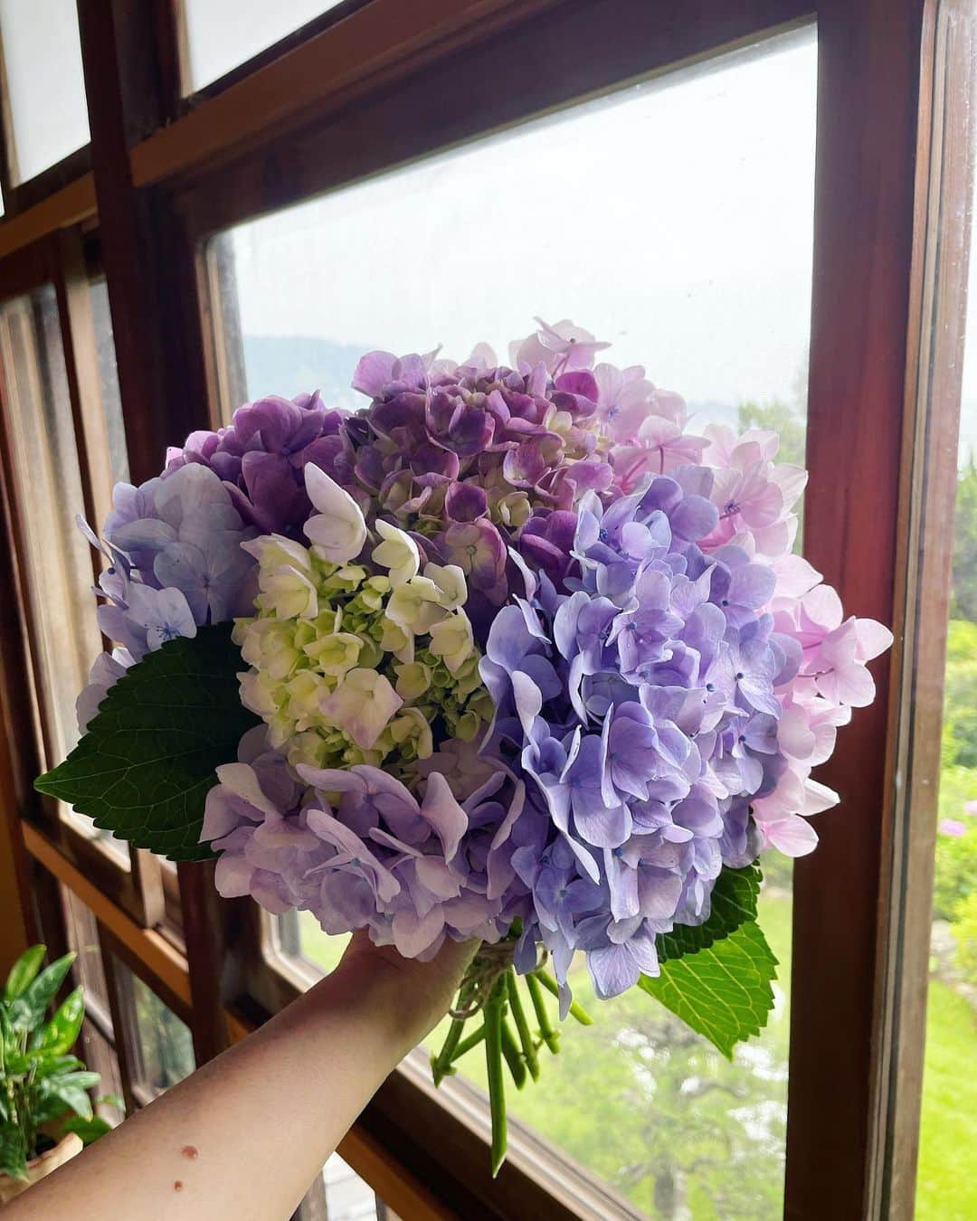 桐島かれんのインスタグラム：「父の日、夫へのプレゼントは、庭の紫陽花でつくったブーケ。  #父の日#紫陽花」