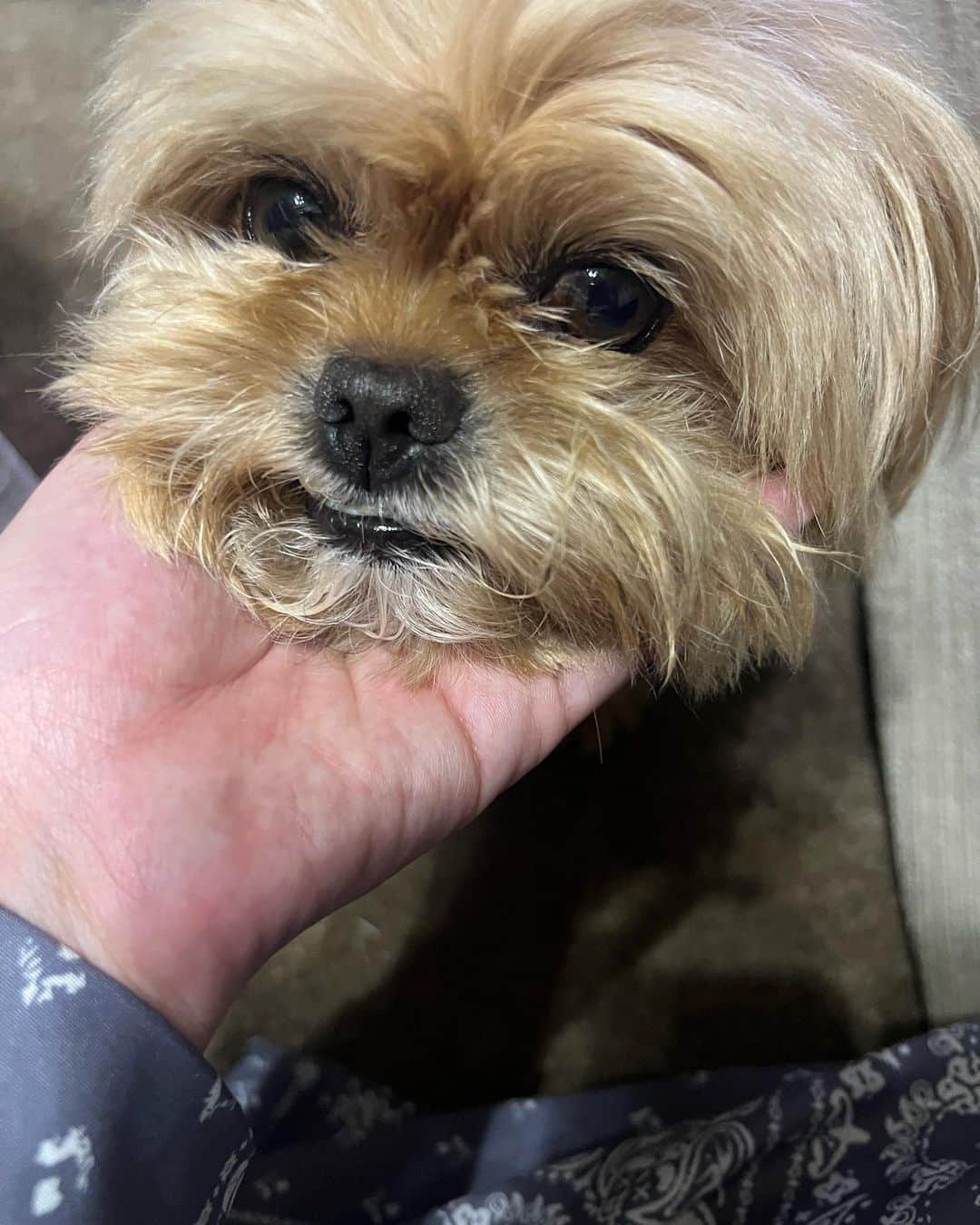 水城なつみのインスタグラム：「手乗りワンコのくぅくん🐶 #ペキプー #犬のいる暮らし」