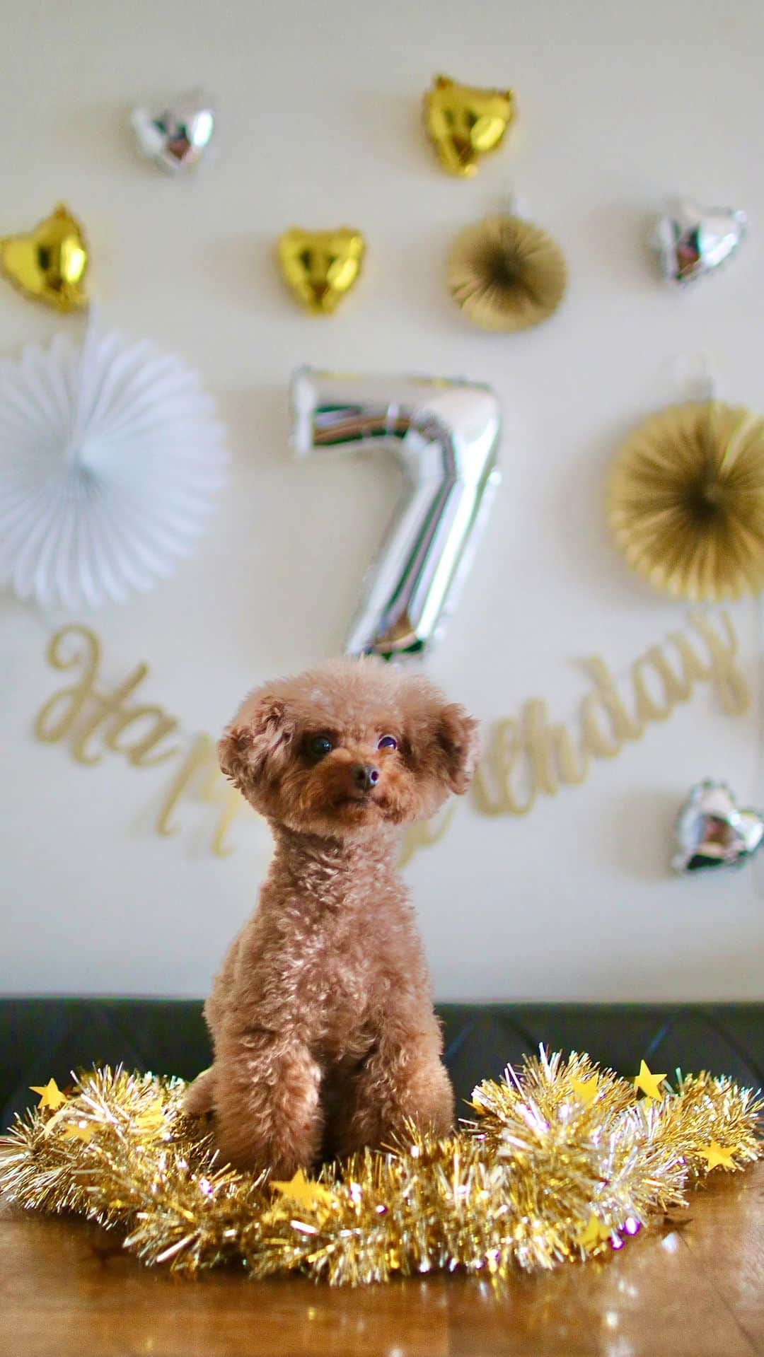 柴犬 けんしろう ゆりあのインスタグラム：「🐶🐶🎂🐶🐶  今月のまめまろけんゆり集合は 6/11に7歳のお誕生日を迎えたまろんさんの サプライズバースデーパーティー🎂🎊🎉🍾㊗️  まめまろけんゆりの末っ子まろんさんは まめたろうくんとけんちゃんの旅立ちを見守ってくれたり 年上のゆりあさんのお相手をしてくれたり 賢くて甘えん坊さんでとにかくかわいい愛すべき存在🐶❤️  7歳の1年も健康で笑顔いっぱい過ごしてほしいです😊  まめママがまろんさんのお顔のケーキを用意してくれて 私は当日装飾担当、ゆりあさんは職務怠慢なもてなし係😂 (おやつもらったりなでてもらったりむしろもてなされてる)  記念撮影中、装飾用だった紙花が まめママによってなぜかみんなの頭の上に乗っかってた🤣  そして、6月がお誕生月のけんちゃんへ なんとお花とけんちゃんの分身クッションを プレゼントしてくれたまめママとまろん姉さん🥺  ありがとう🥺うれしいね、けんちゃん🥺🥺  バースデーパーティーの後 みんなで椿森コムナへ移動〜🐕 その模様は次回へ❤️  #happybirthday  #誕生日 #まめまろけんゆり」