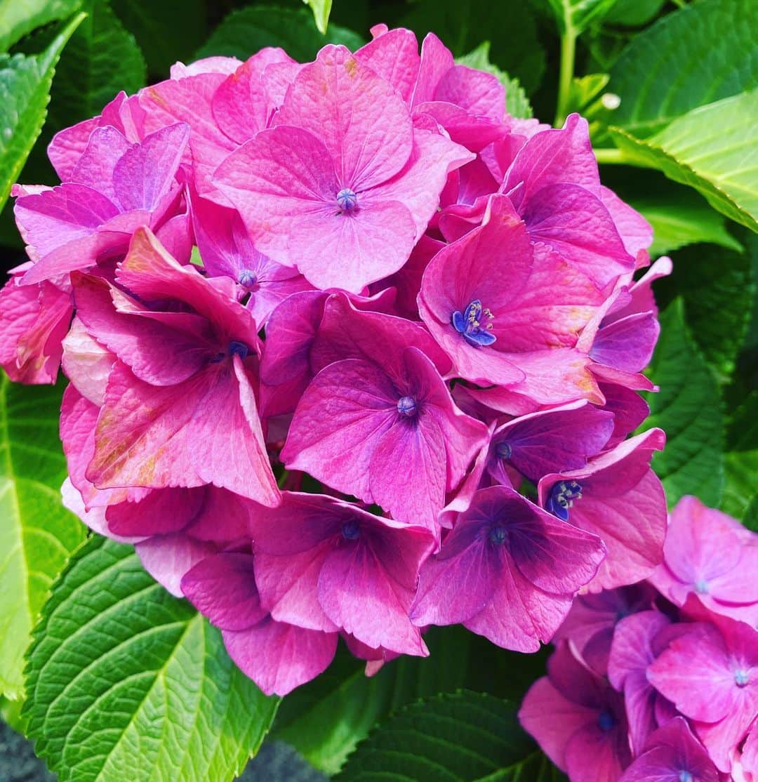 清水あすかさんのインスタグラム写真 - (清水あすかInstagram)「#flowers  #hydrangeas  #asukahimeflower」6月18日 16時34分 - asukahime1015