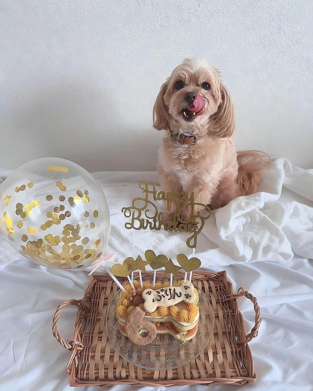 一ノ瀬恋のインスタグラム：「My baby 🐶❤️ ぷりんお誕生日おめでとう🍮  #愛犬お誕生日  #マルプー」