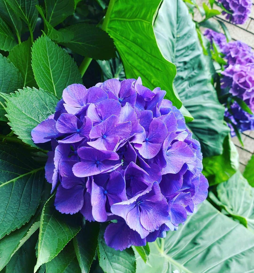 清水あすかのインスタグラム：「#flowers  #hydrangeas  #asukahimeflower」