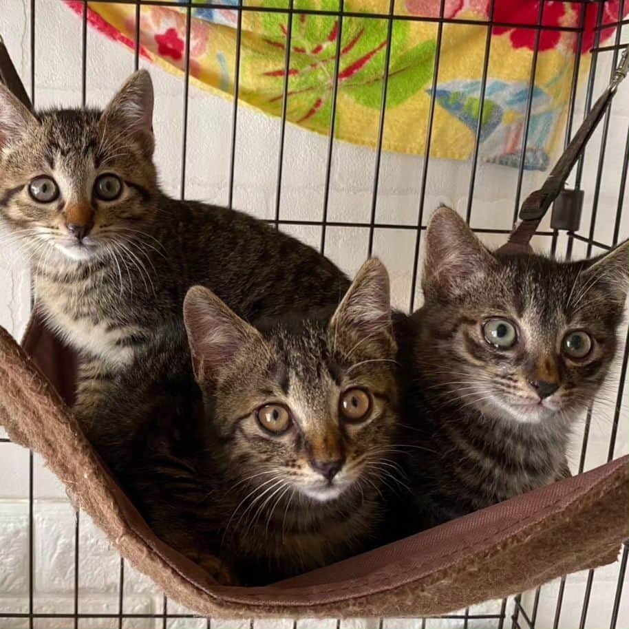 林家たい平のインスタグラム：「都内の友達のところで保護中です。キジトラの三兄弟。いい飼い主さんが早く見つかるといいなぁ。どなたか いらっしゃいませんか？」