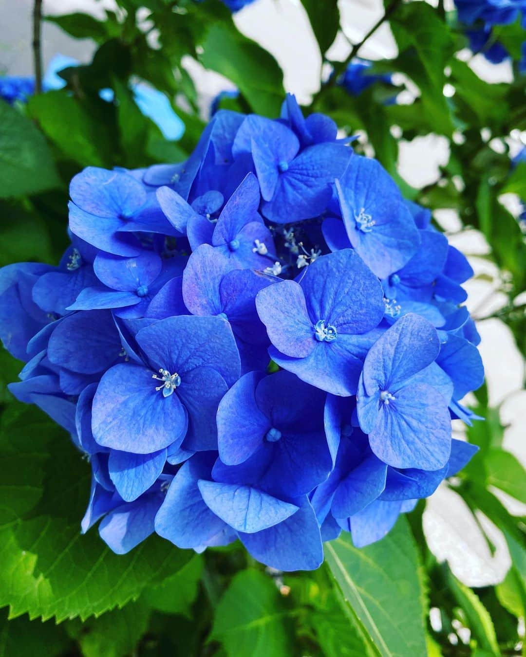 清水あすかのインスタグラム：「#flowers  #hydrangeas  #asukahimeflower」