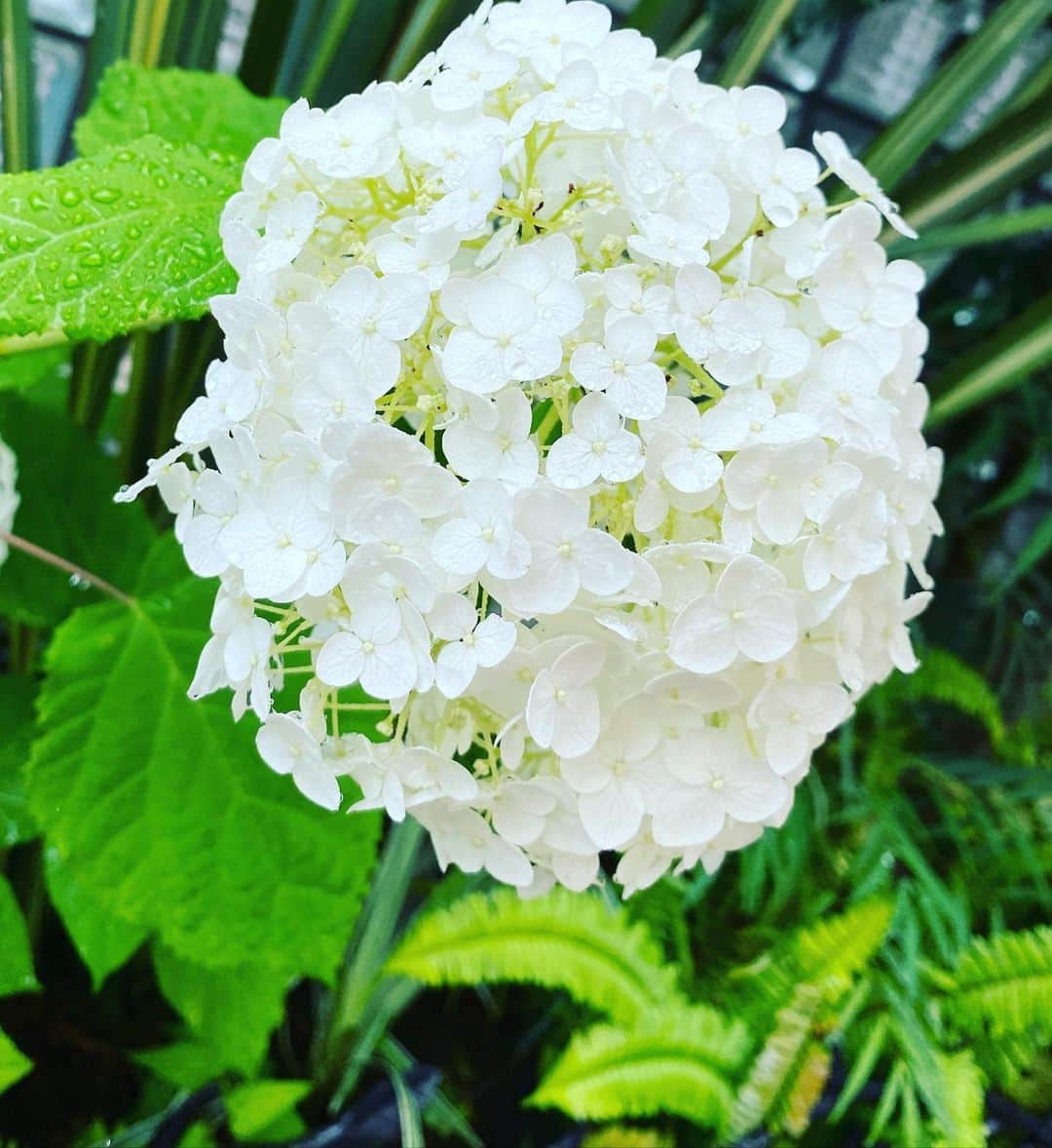 清水あすかのインスタグラム：「#flowers  #hydrangeas  #asukahimeflower」