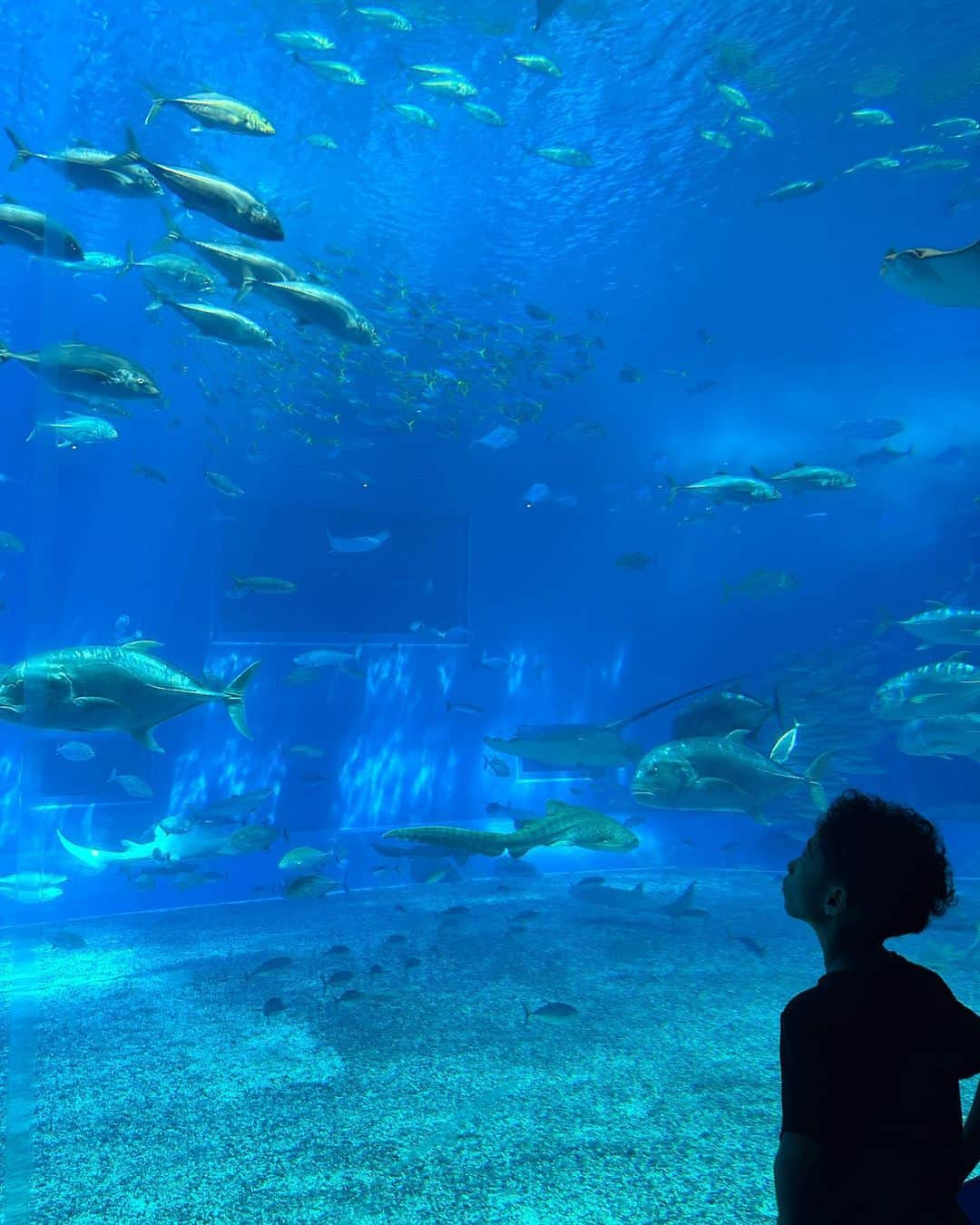 松本明子さんのインスタグラム写真 - (松本明子Instagram)「・ ５年ぶりぐらいに行った、美ら海水族館🐟前回来た時の事はほとんど覚えてなかった2人😂そんなもんかー😇帰りの車ではイルカショーのおきちゃん劇場の話題で持ちきりでした🐬 ・ #美ら海水族館#沖縄#沖縄旅行 #okinawa#子連れ沖縄 #年子」6月18日 16時52分 - ata_1026