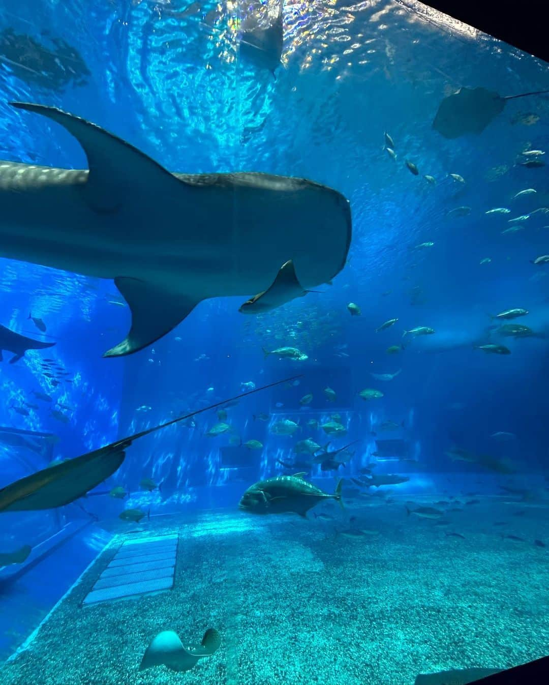 松本明子さんのインスタグラム写真 - (松本明子Instagram)「・ ５年ぶりぐらいに行った、美ら海水族館🐟前回来た時の事はほとんど覚えてなかった2人😂そんなもんかー😇帰りの車ではイルカショーのおきちゃん劇場の話題で持ちきりでした🐬 ・ #美ら海水族館#沖縄#沖縄旅行 #okinawa#子連れ沖縄 #年子」6月18日 16時52分 - ata_1026