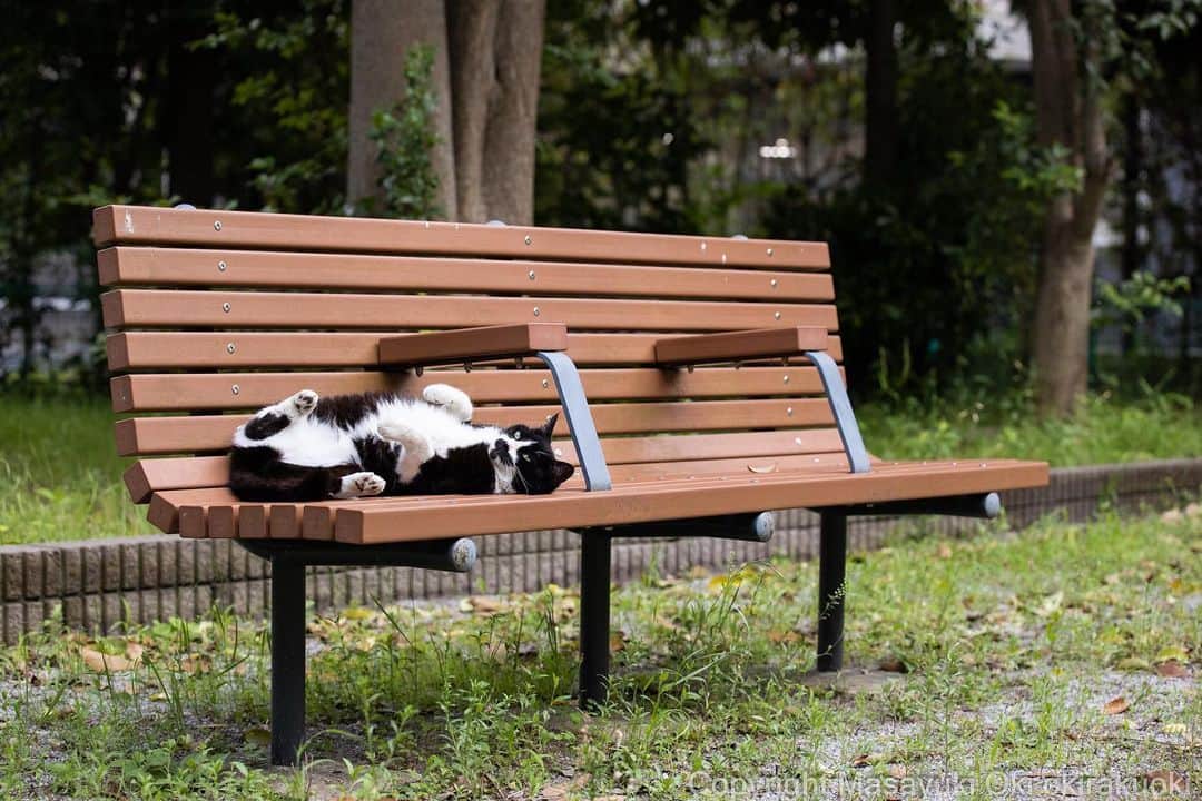 Masayukiのインスタグラム：「ベンチでリラックス。  #cat #ねこ #猫 #東京カメラ部 #nekoclub  #mmgtw #my_eos_photo  #yourshotphotographer」