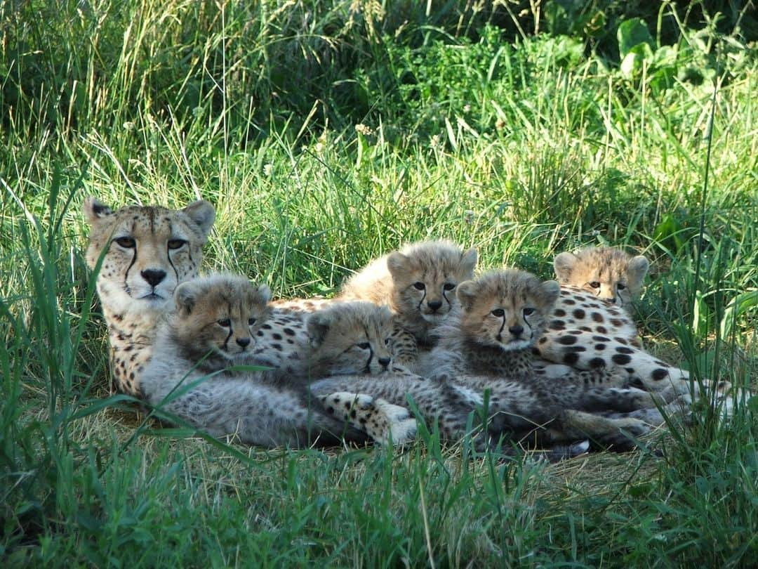 スミソニアン国立動物園さんのインスタグラム写真 - (スミソニアン国立動物園Instagram)「The fastest land animal is quickly running out of time.  As cheetah populations in the wild continue to decline, zoo populations are becoming even more critical to the future of the species. Luckily, these big cats have some amazing scientists in their corner. On Tuesday June 20 at 7pm ET, learn about the difficulties of managing and reproducing these cats with Dr. Adrienne Crosier, a cheetah biologist with the Smithsonian’s National Zoo and Conservation Biology Institute. Adrienne will also offer an inside look at some of the cutting-edge techniques scientists are using to improve genetics and cheetah cub reproduction in zoo facilities. Use the link in our bio to register for this great free event from @smithsonianenvironment #EarthOptimism  Image description: a photo of a female adult cheetah laying in a grassy field with her five cubs.」6月18日 8時50分 - smithsonianzoo