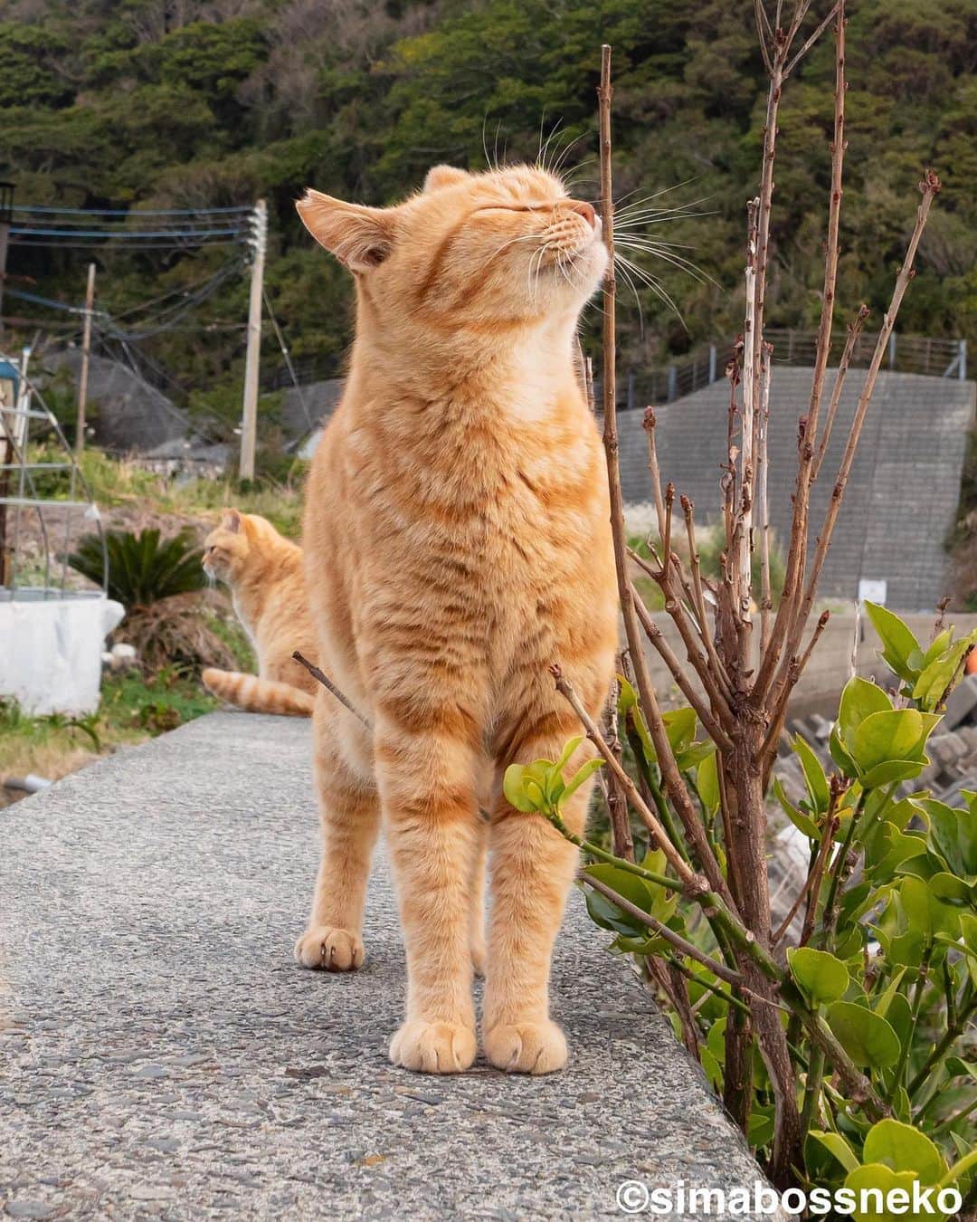 simabossnekoさんのインスタグラム写真 - (simabossnekoInstagram)「・ すりすりたまらにゃい✨ My favorite spot❣️  6枚目の投稿は動画です。 The 6th post is video. Swipeしてね←←🐾  ・ 〜お知らせ〜 新作写真集「島にゃんこ」好評発売中❣️ @simabossneko と、ぺにゃんこ( @p_nyanco22 )との初共著🐾  日本の島々で7年間撮り続けてきた、島の猫さん達のとびっきりの表情やしぐさがいっぱい✨ 厳選したベストショットから初公開の作品まで、愛おしくて幸せな瞬間を集めました。  ★Amazonほかオンライン書店、本屋さんにて  お気に入りの一冊になれば嬉しく思います☺️  📘A5変形サイズ／88ページ 1,210円(税込) ワニブックス刊  Amazonへは @simabossneko もしくは @p_nyanco22 のプロフィールURLよりご覧いただけます。 ・ ・ 【Notice】 NEW 3rd Photobook "Shima Nyanko (Island Cats)"  The book is co-authored by @simabossneko and @p_nyanco22  There are lots of wonderful photos of island cats✨   〜Description of the work〜 The cute cats that we have been shooting for 7 years in the islands of Japan.  From the carefully selected best shots to the first public photo, we have collected lovely and happy gestures. Kissing, cuddling, rubbing, synchronizing, playing, licking... The cats will heal you!  Please make a purchasing for this opportunity 😸🐾 The product page can be seen from the URL in the profile of @simabossneko or @p_nyanco22   ★Amazon Japan https://www.amazon.co.jp/dp/4847072863  It is possible to purchase and ship from Taiwan, Hong Kong, the USA, Korea, etc. ※ Shipping fee will be charged separately.  📘A5 variant size / 88 pages 1,210 JPY Published by Wanibooks ・ ・ #しまねこ #島猫 #ねこ #にゃんすたぐらむ #猫写真 #cats_of_world #catloversclub #pleasantcats #catstagram #meowed #ig_japan #lumixg9」6月18日 9時00分 - simabossneko