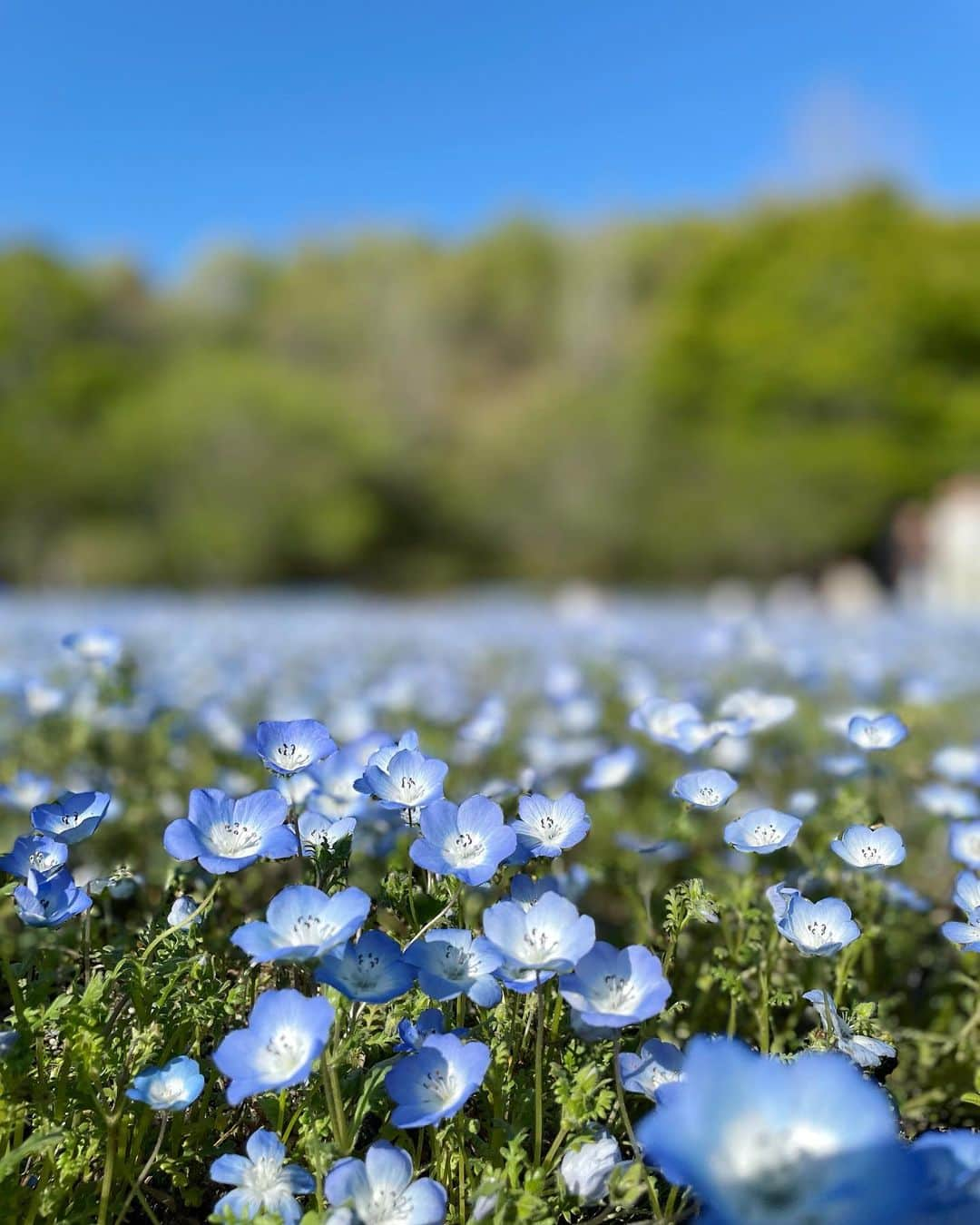 Manaさんのインスタグラム写真 - (ManaInstagram)「💠 Good morning😊 ⁡ これにて大好きなブルーゾーン終了♪ 次は何色になるか予想してみてね！ ⁡ ⁡ ⁡ #nemophila #ネモフィラ」6月18日 9時00分 - mana.tcy