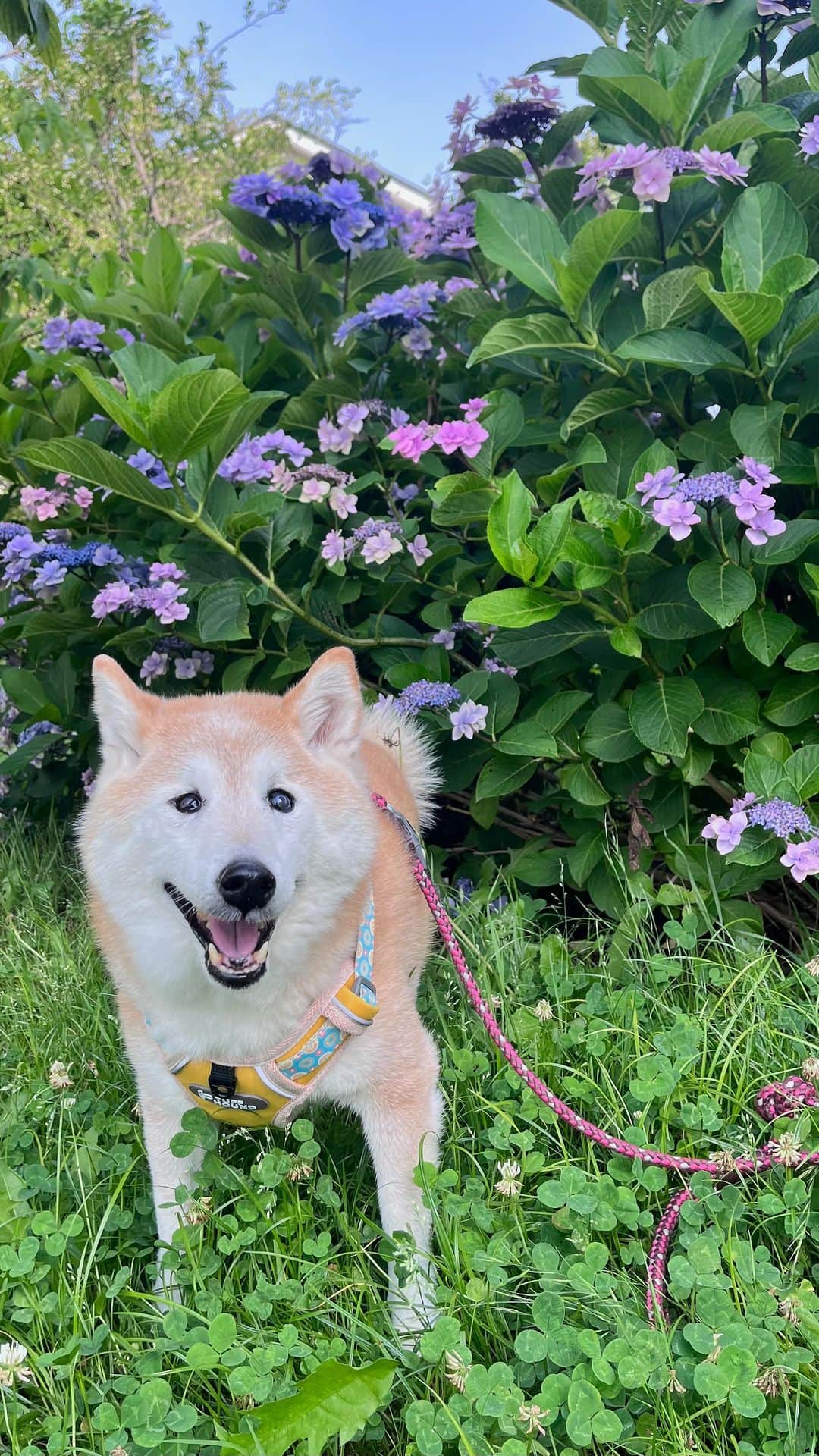meekooのインスタグラム：「紫陽花を愛でながらりんごさんと朝さんぽ😊🐕♫ 2023.6.18 りんごさん15歳4カ月」