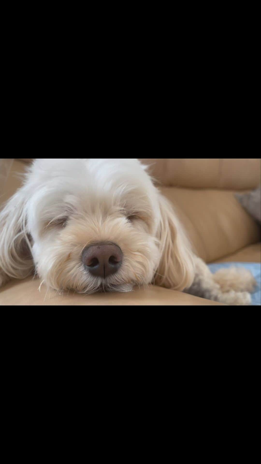 御子柴かなのインスタグラム：「ねむり犬🐶  #マルプー」
