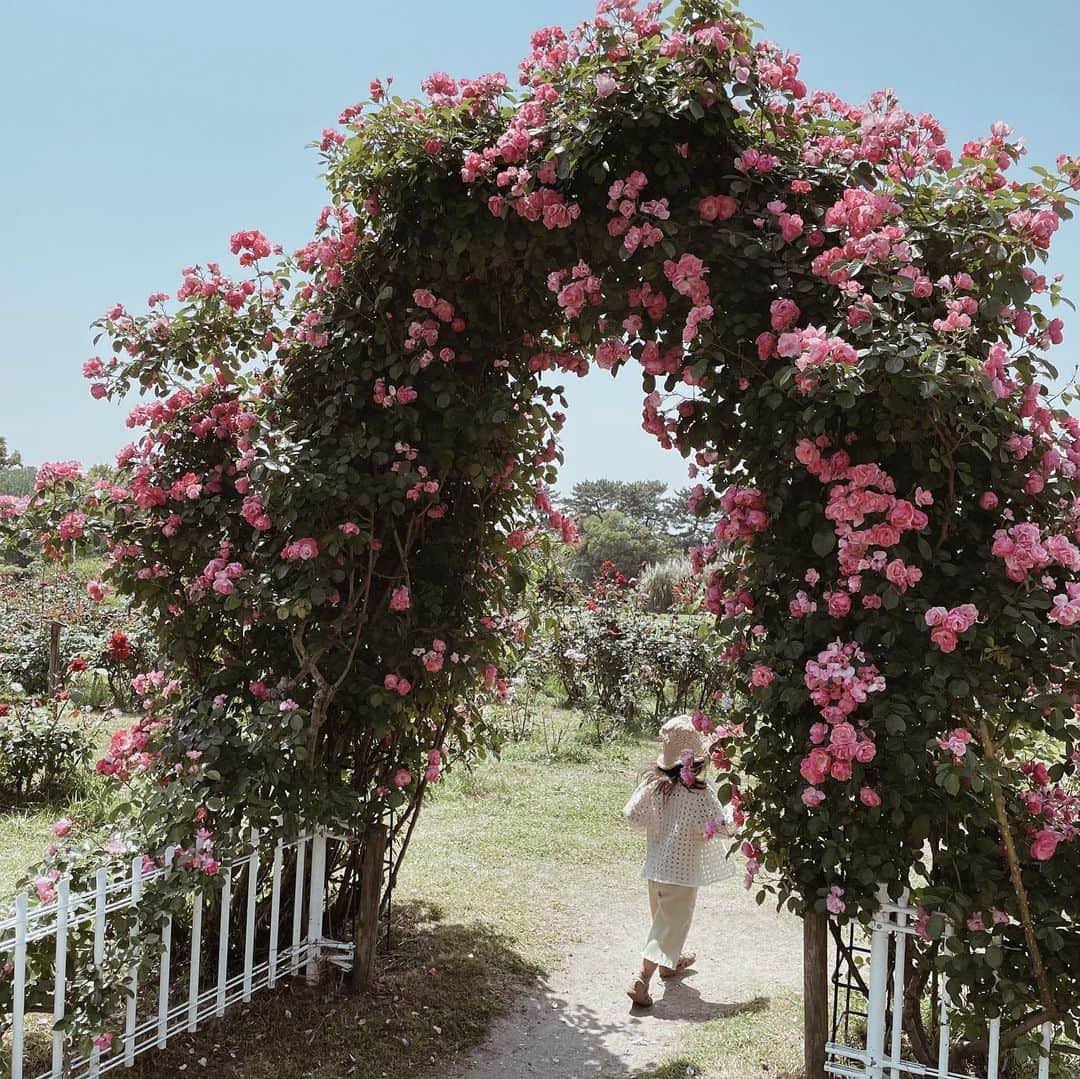 yuiさんのインスタグラム写真 - (yuiInstagram)「rose garden 🌹 . . . . #daughter#3y1m」6月18日 9時12分 - __yyvvii