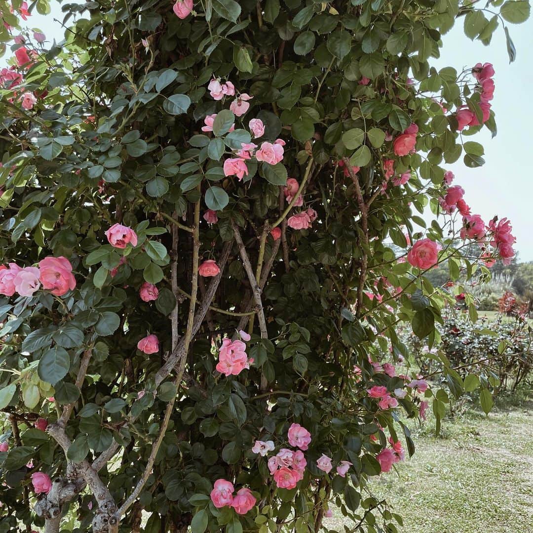 yuiさんのインスタグラム写真 - (yuiInstagram)「rose garden 🌹 . . . . #daughter#3y1m」6月18日 9時12分 - __yyvvii