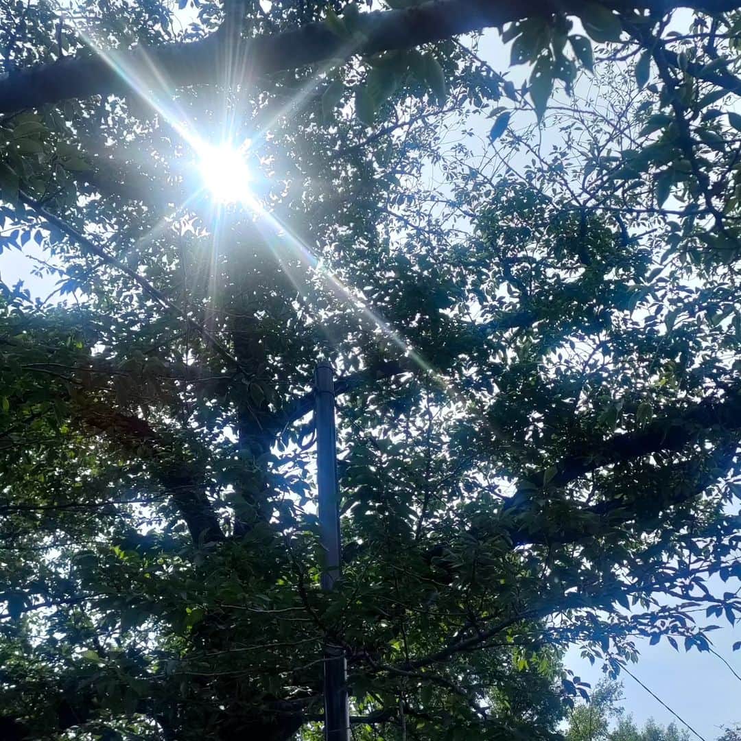有馬徹さんのインスタグラム写真 - (有馬徹Instagram)「おはようございます。 朝の散歩。太陽と川のせせらぎと鴨に癒やされています。幸せや。  #朝散歩 #朝のルーティン #エナジードリンクはシュガーフリーに変えました」6月18日 9時19分 - inuarima