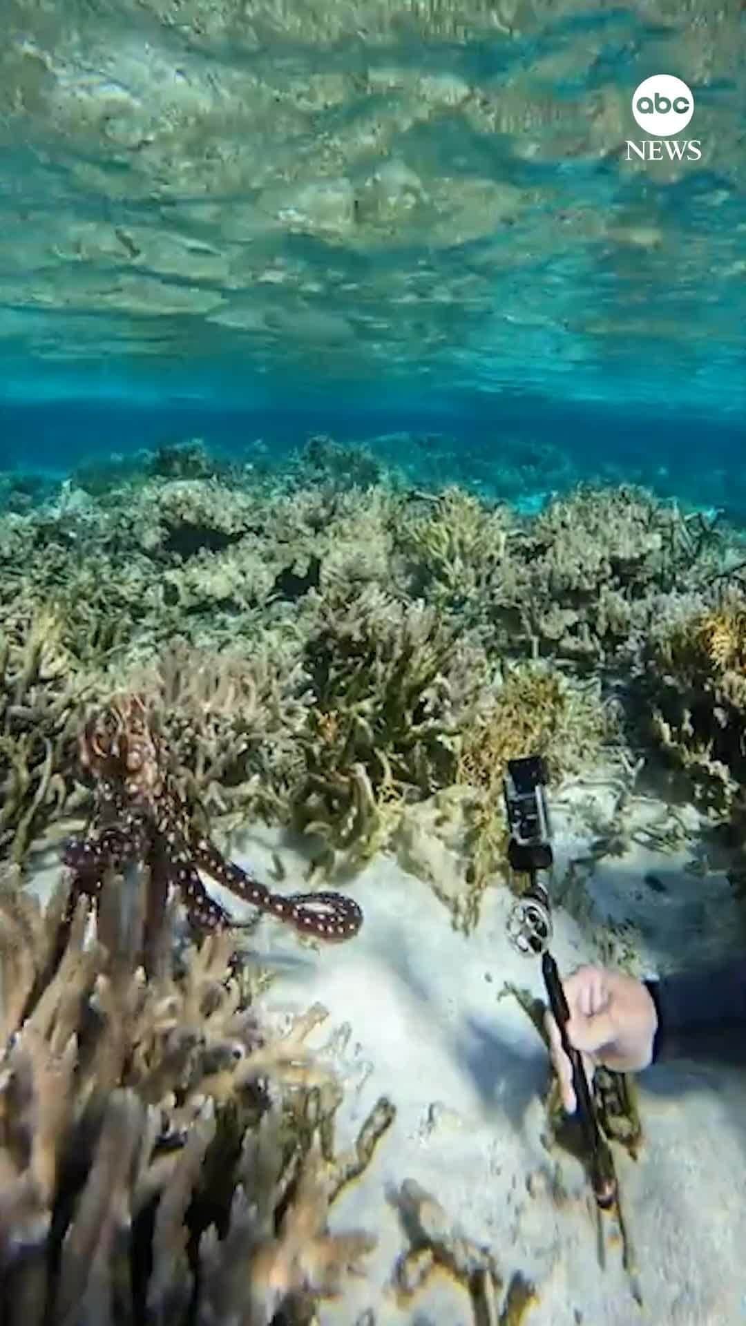 ABC Newsのインスタグラム：「TUG OF WAR: A diver sparred with a feisty octopus in Australia as the sea creature was determined to snatch his GoPro.」