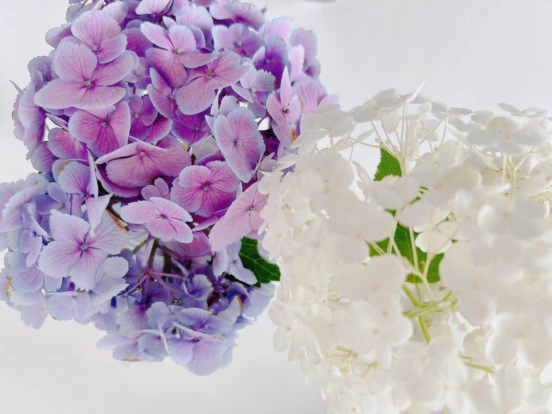 森貴美子のインスタグラム：「やっぱり紫陽花、好きだなあ💜🤍🩵」