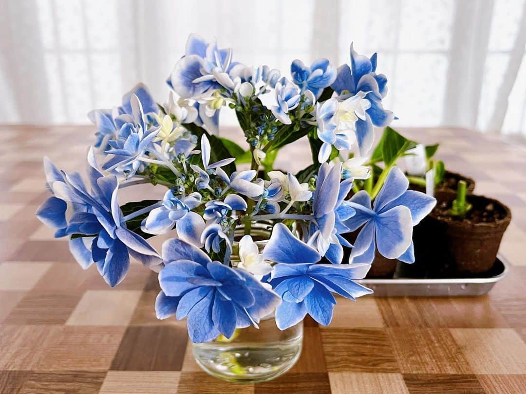 トテンのインスタグラム：「パン屋さんの庭は、お花好きの由子さんが大切にしている季節のお花でいっぱいです。  目を奪われるくらい綺麗に咲き出した何種もの紫陽花から、快く挿し木用に分けていただいたお花。  「銀河」…かな？？ネットに出ていた画像とよく似ていると思うんだけど、本当にきれい！🥰  他にもホームセンターで見切り品になっていた「コットンキャンディー」等いくつか、初めての挿し木に挑戦してみます。  塀ぎわの半日陰に、いつか地植えできる日を楽しみに。  ここの塀ぎわにずっといた松の切り株、紫陽花のためにコツコツ掘って根っこを探って、 100万馬力で釣り上げた日の画像も置いときます。」