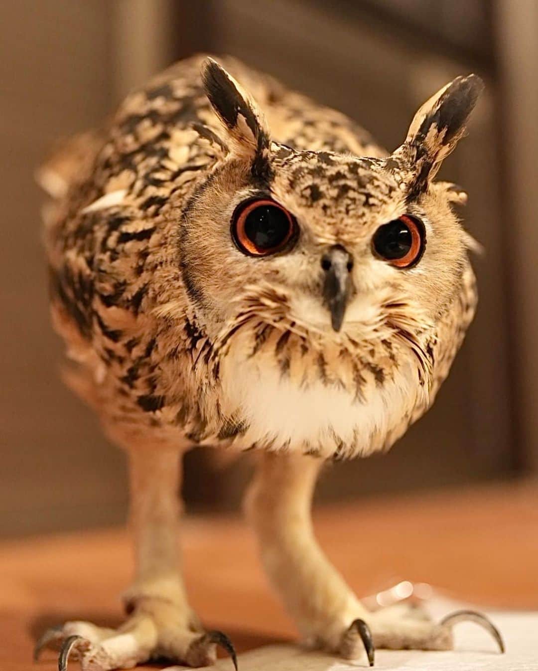 GEN3 Owlのインスタグラム：「毎日元気でいてくれる、それが何よりの幸せ。 @genz64  I'm more than happy that he's doing well every day.  #owl #owlgaru #フクロウ」