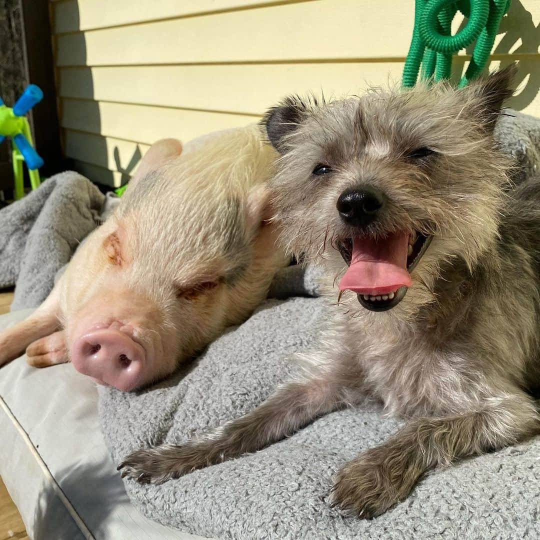 のインスタグラム：「It’s a beautiful day! ☀️🐷🐶  #localclarksville #clarksville #nashville #summer #summertime #homie #mybestfriend #bestie #bestiegoals #goals #saturdaynight #saturday #vacaymode #fathersday #fatherdaughtertime #fathersdaygifts #giftideas #thingstodowithkids #fathersdayweekend #goodtimes #allamerican」