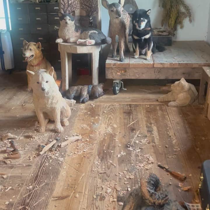 はしもとみおのインスタグラム：「Sunday Morning  静止画のように佇む月くんと動かない生きものたち。 いつでも、僕はここにいるよ、と聴こえてきます。  #sculpture #woodcarving #woodsculpture #wood#miohashimoto#atelier #art#黒柴月くん」