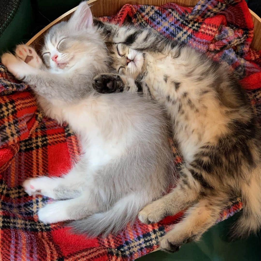 のインスタグラム：「我が家に新しい家族が増えました💕セリィとラテです。 これからよろしくお願いします🥰 ラテ(ブラウン)がお姉ちゃん、セリィ(グレー)が妹ちゃんです。 #かんあきチャンネル」