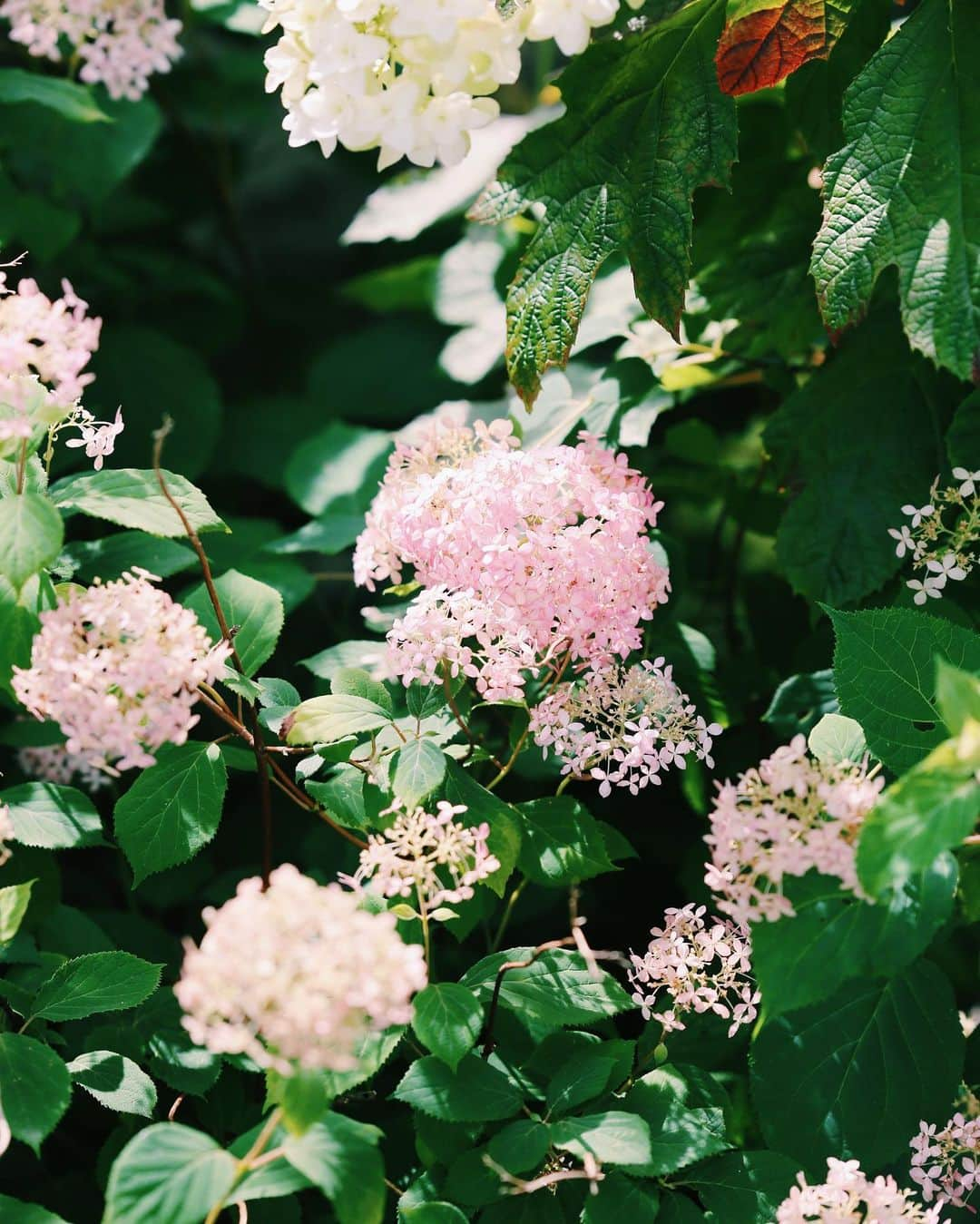 A.D.S.R.さんのインスタグラム写真 - (A.D.S.R.Instagram)「夏になるとハバナブラウンが気分になる。  このラウンドタイプのLARKINはクリアブルーとのコンビ仕様。カラッと晴れた日によく似合う。  梅雨明けが待ち遠しいですね。」6月22日 12時00分 - a.d.s.r._official