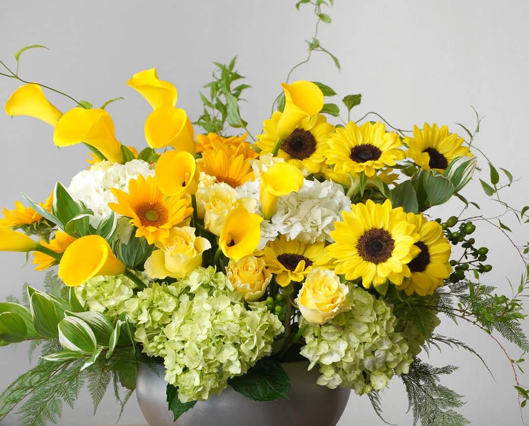 AOYAMA_HANAMOのインスタグラム：「輝く陽光のような花々に「ありがとう」の気持ちを込めて。 ・ 明るく元気なイメージのヒマワリ、大輪バラ、カラーなどの黄色い花々に、白とライトグリーンの2種のハイドランジアでお作りしたアレンジメント。それぞれの花姿やステム（茎）の長さを生かして、広がるようにレイアウトしました。数種の繊細なリーフで清涼感を添えて、晴れやかで清々しいデザインに仕上げています。 ・ 本日、6月18日（日）は父の日ですね。 今年も父の日フラワーギフトのご注文をいただき、ありがとうございました。 青山花茂がお届けする花々が、お父さまの日々のお仕事やご家族への愛情に感謝の気持ちを表すお手伝いができれば、嬉しく思います。 ・ どうぞ素敵な父の日をお過ごしください。 ・ 商品名：ヒマワリのアレンジメント＜リモンチェッロ＞ - - - #aoyamahanamo #青山花茂 #お花のある生活 #花が好きな人と繋がりたい #花を飾ろう #花のある暮らし #花のあるくらし #花のある日常 #癒しの花 #季節の花 #旬の花 #花とおうち時間 #花贈り #フラワーギフト #花の贈り物 #父の日ギフト #父の日フラワーギフト #父の日プレゼント #父の日アレンジメント #アレンジメント #フラワーアレンジメント #バラ #アジサイ #紫陽花 #あじさい #ハイドランジア #カラー #ヒマワリ #ひまわり #黄色い花」